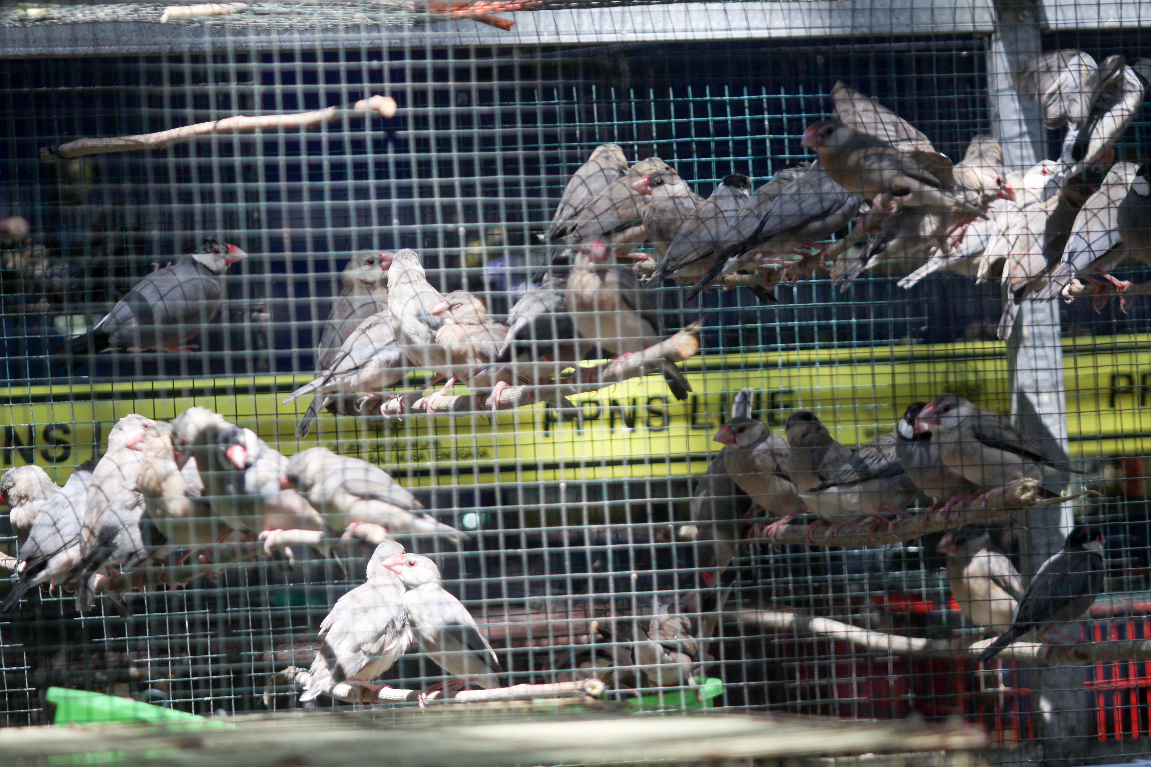 Burung Gelatik Jawa (Lonchura oryzivora) ditunjukkan saat pengungkapan kasus perdagangan satwa liar dilindungi