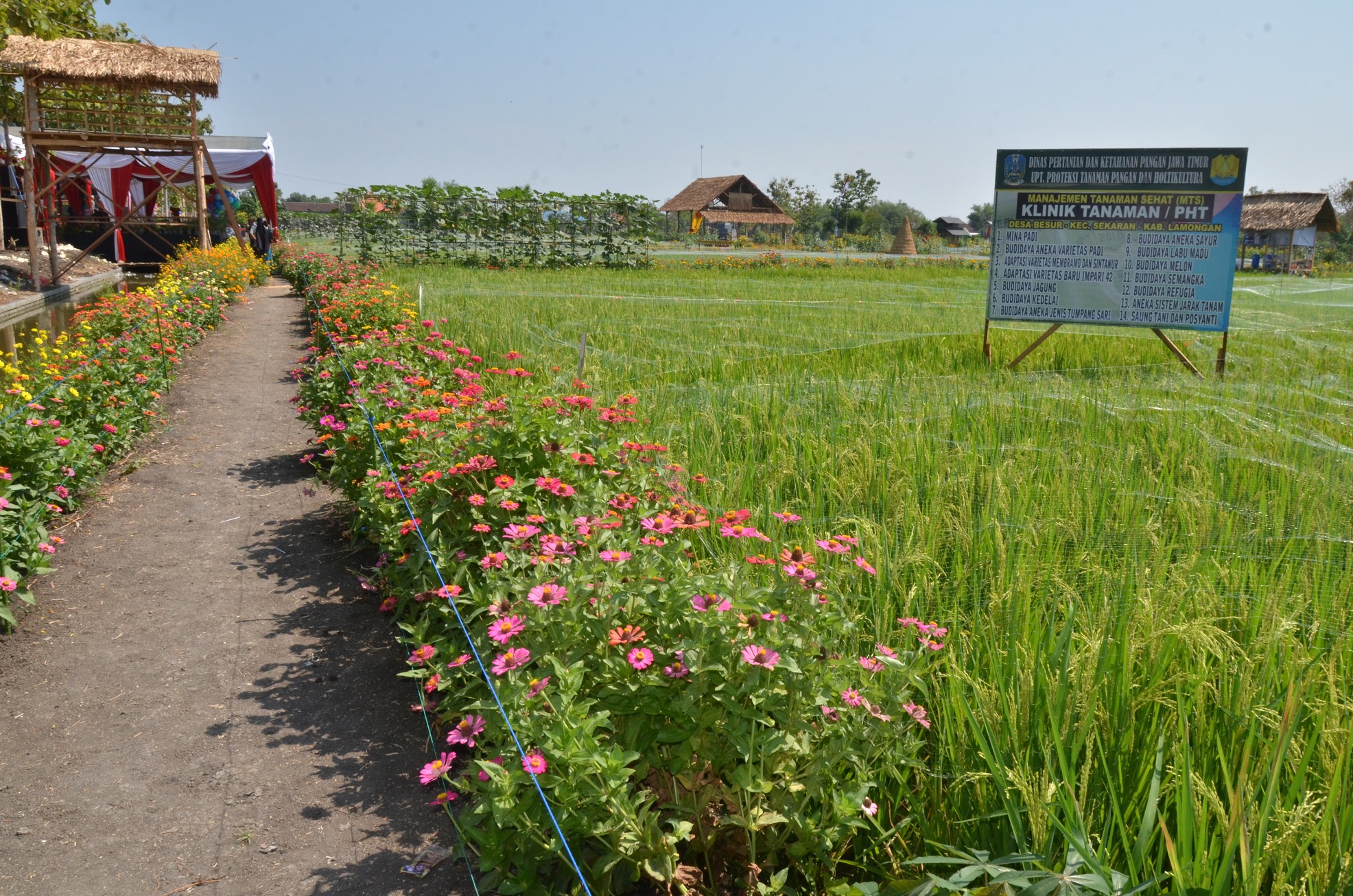 Klinik Tanaman di Desa Besur, Lamongan, Jawa Timur.