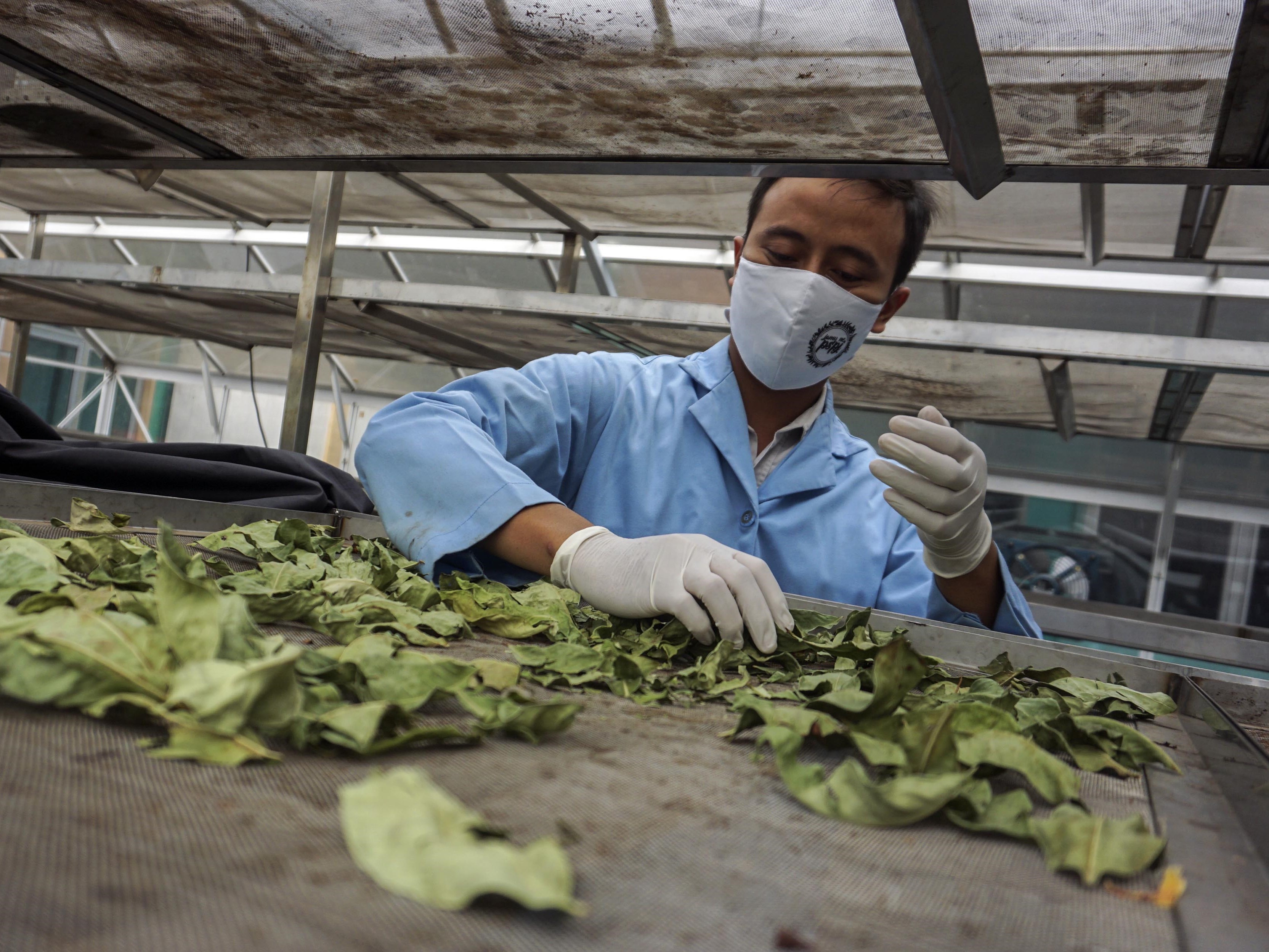 Petugas menyortir daun salam di Pusat Saintifikasi dan Pelayanan Jamu (PSPJ) Pekalongan, Jawa Tengah.