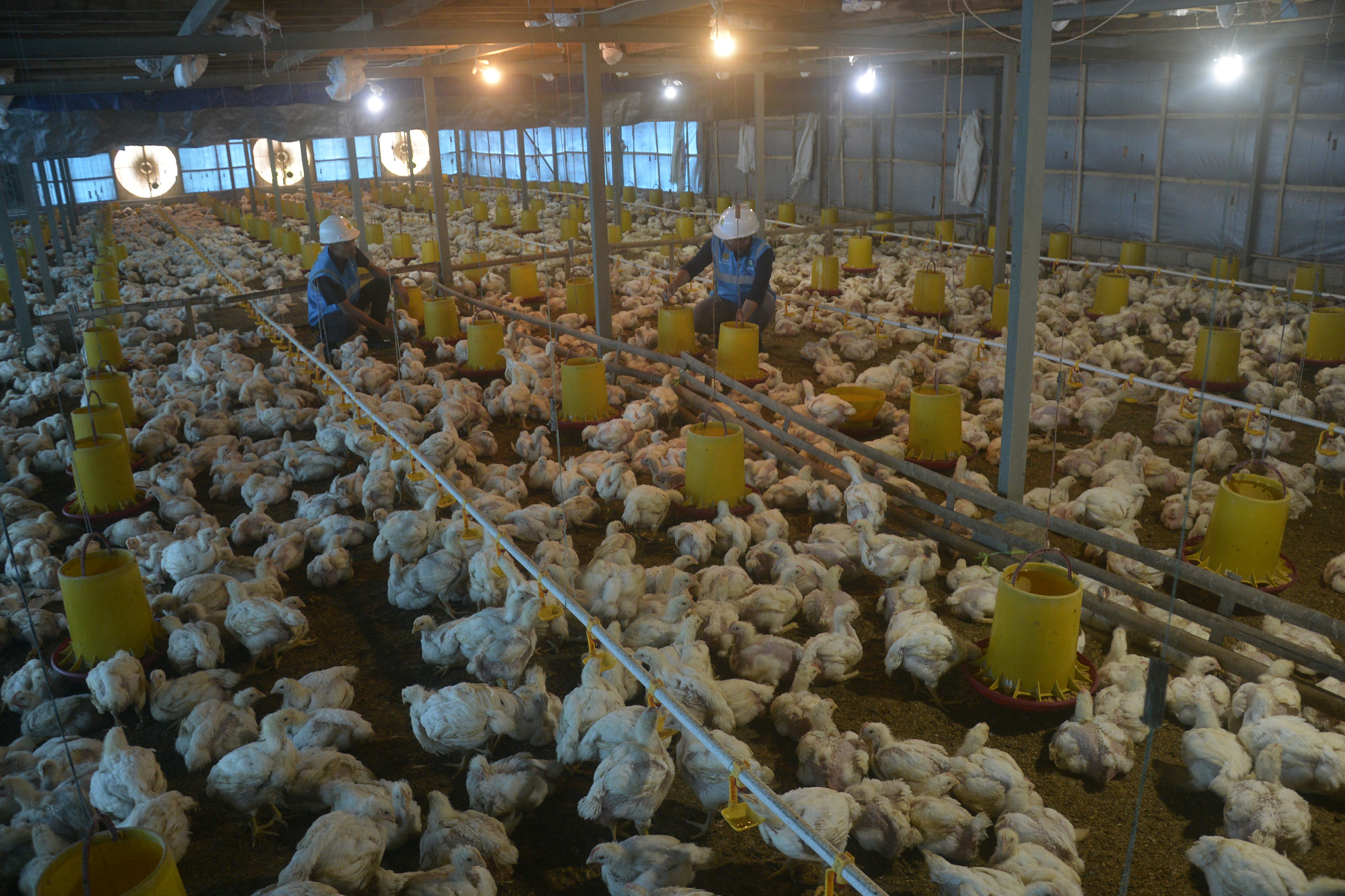 Ilustrasi potret peternakan ayam milik warga.