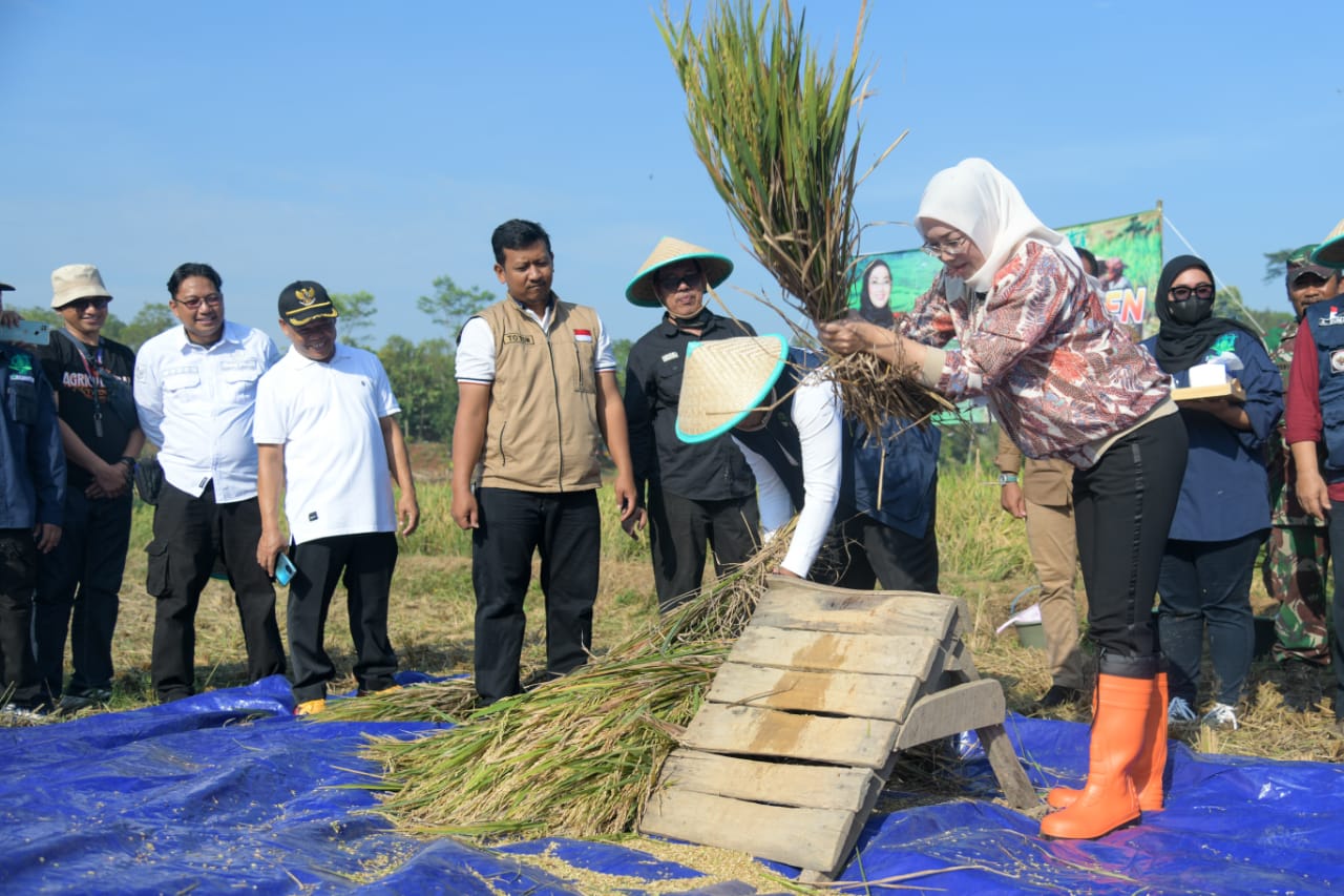 Bupati Purwakarta Anne Ratna Mustika memetik hasil sawah pada Rabu (29/3).
