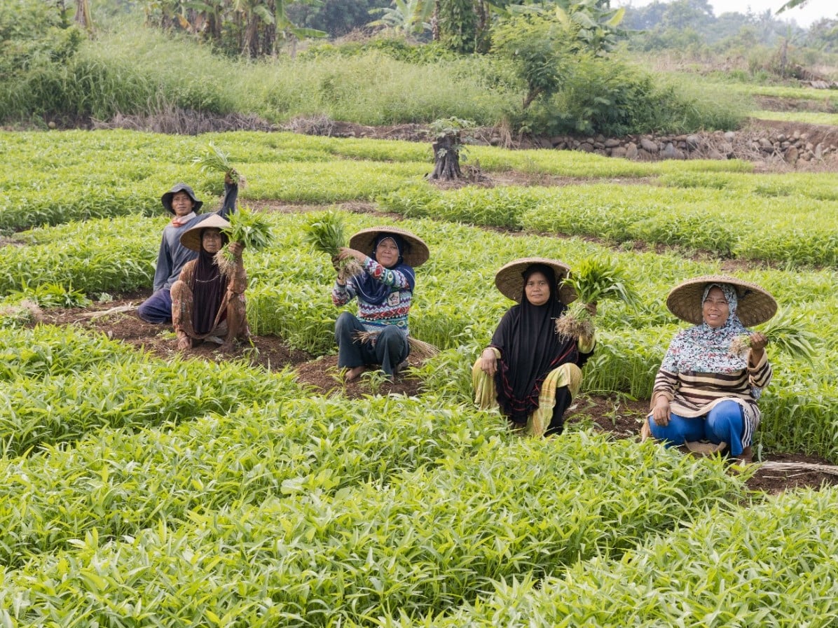 Sejumlah petani yang menjadi mitra Sayurbox.