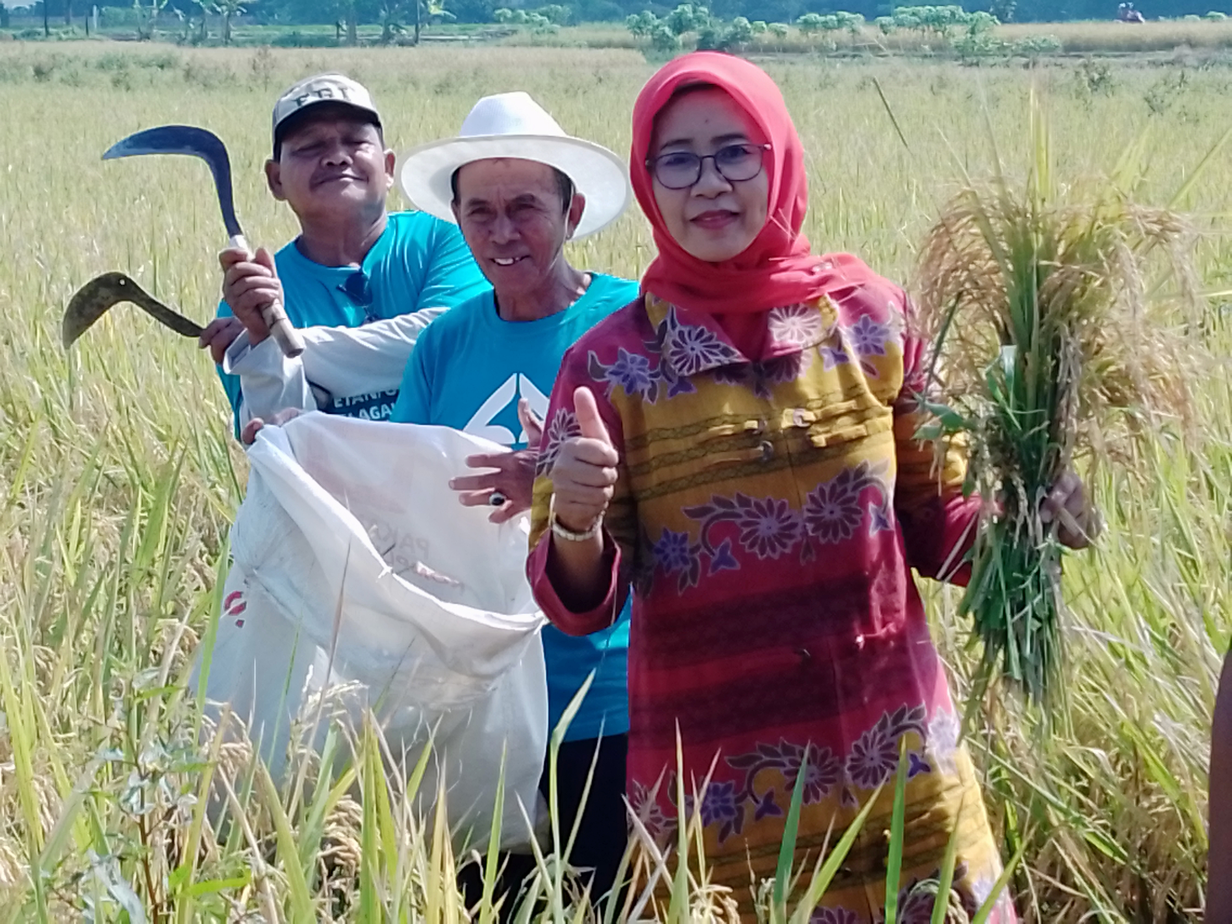 Bupati Klaten Sri Mulyani panen padi bersama petani