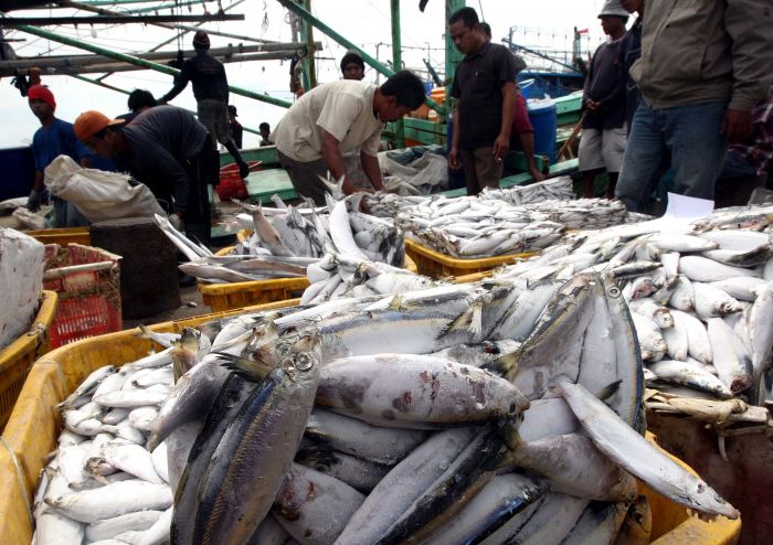 Gelombang Tinggi, Ikan Laut Segar Langka Pesisir Pantura Jawa 
