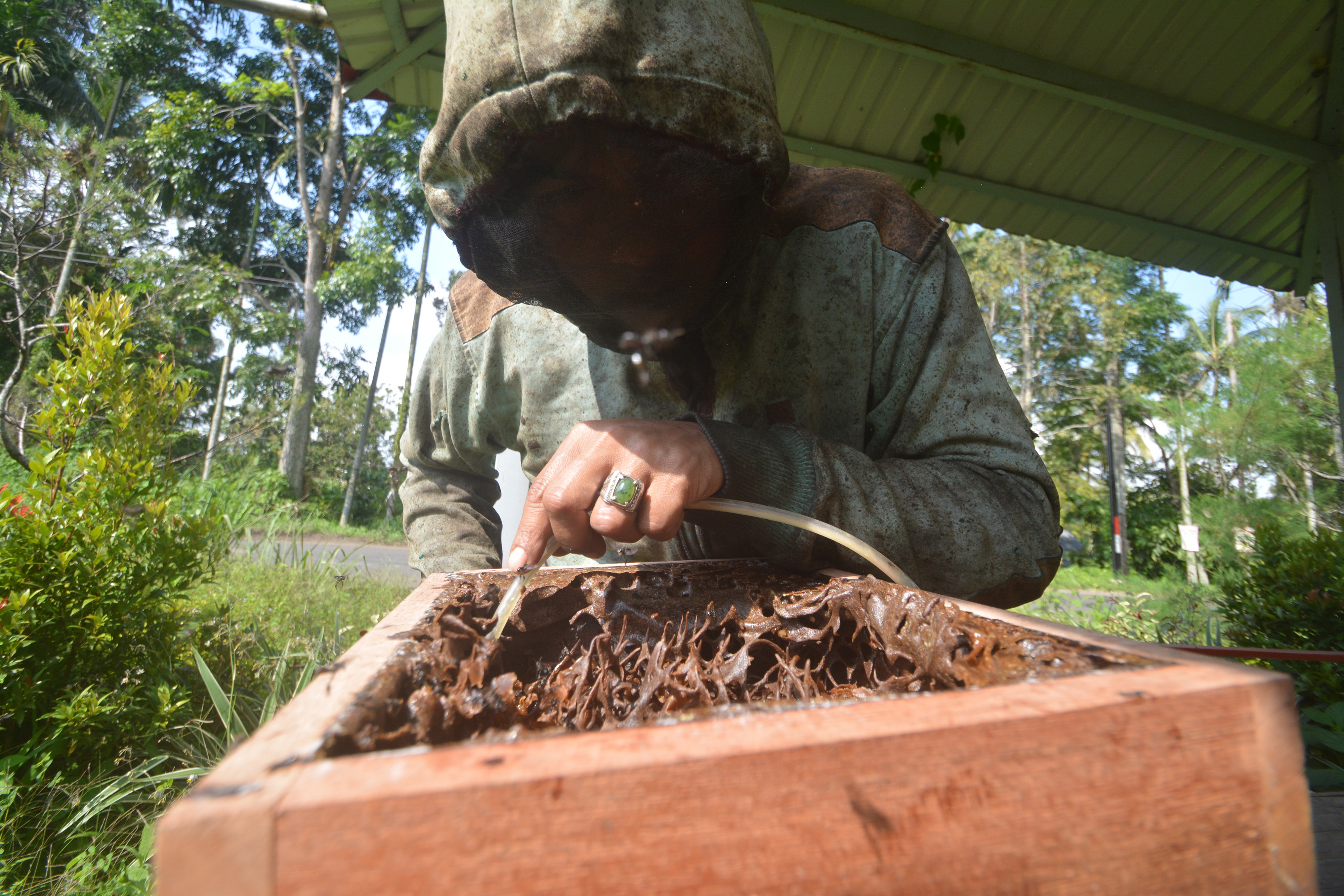 Seorang peternak madu Galo-Galo, Erphit, memanen madunya menggunakan selang, di Nagari Tabek, Kabupaten Tanah Datar, Sumatra Barat.