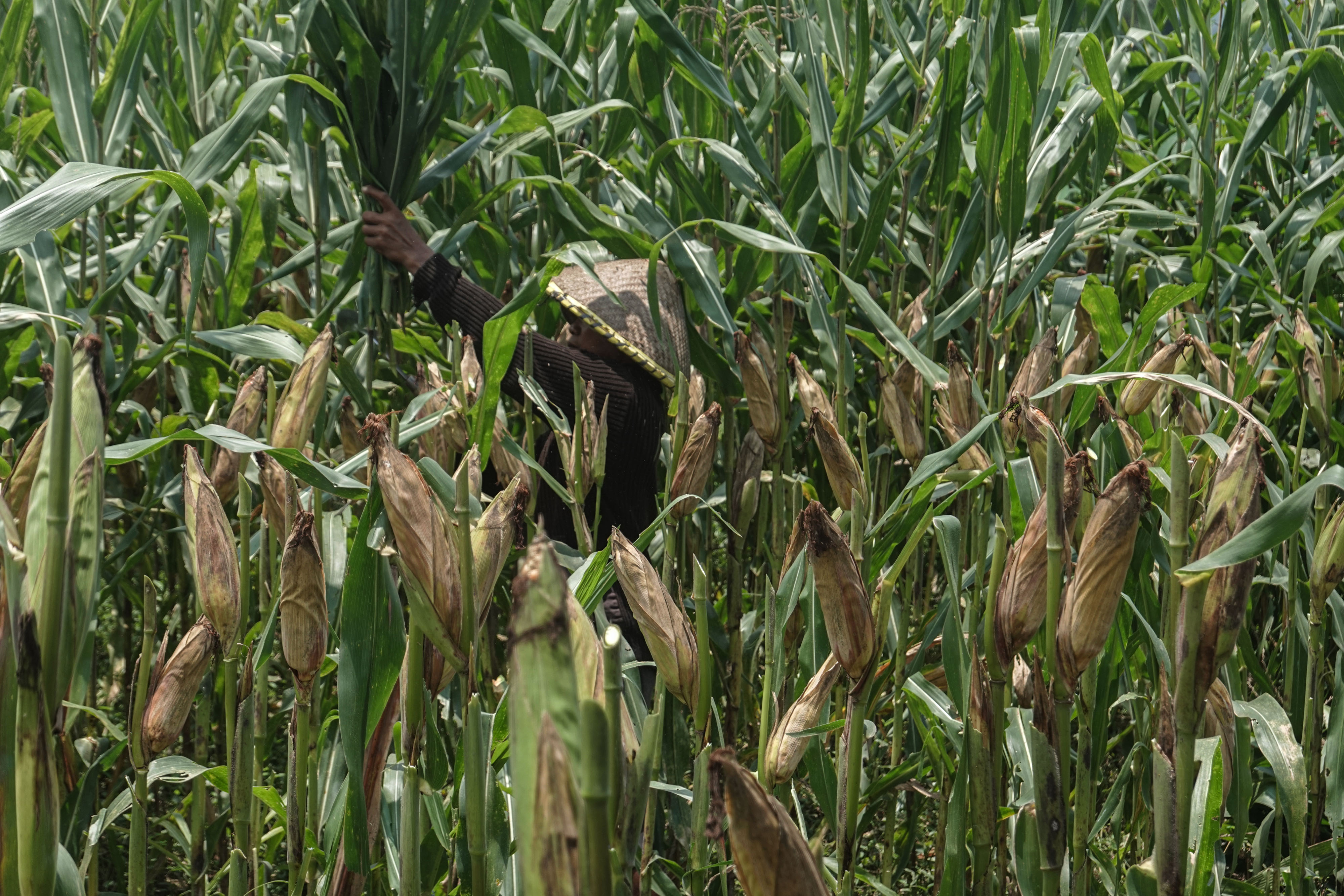 Petani memangkas dahan tanaman jagung yang siap panen.