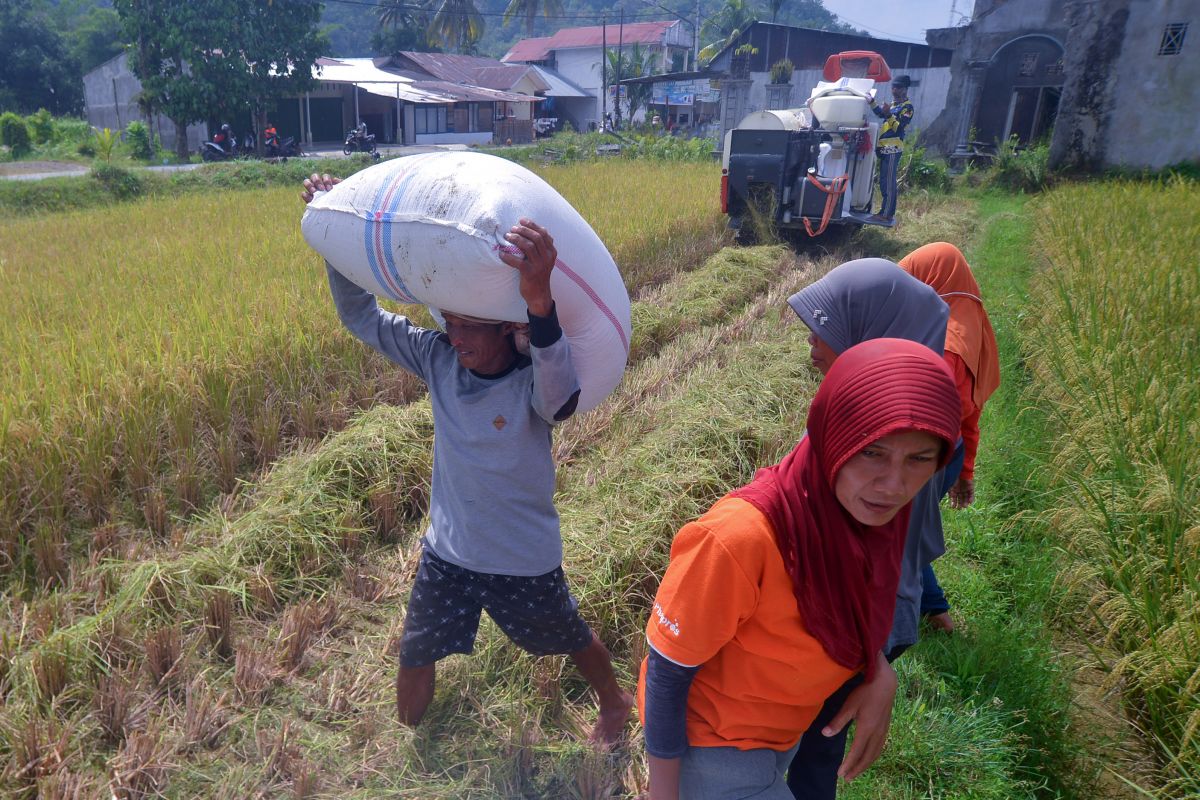 Petani mengangkut gabah seusai panen dengan mesin panen padi di areal pesawahan.