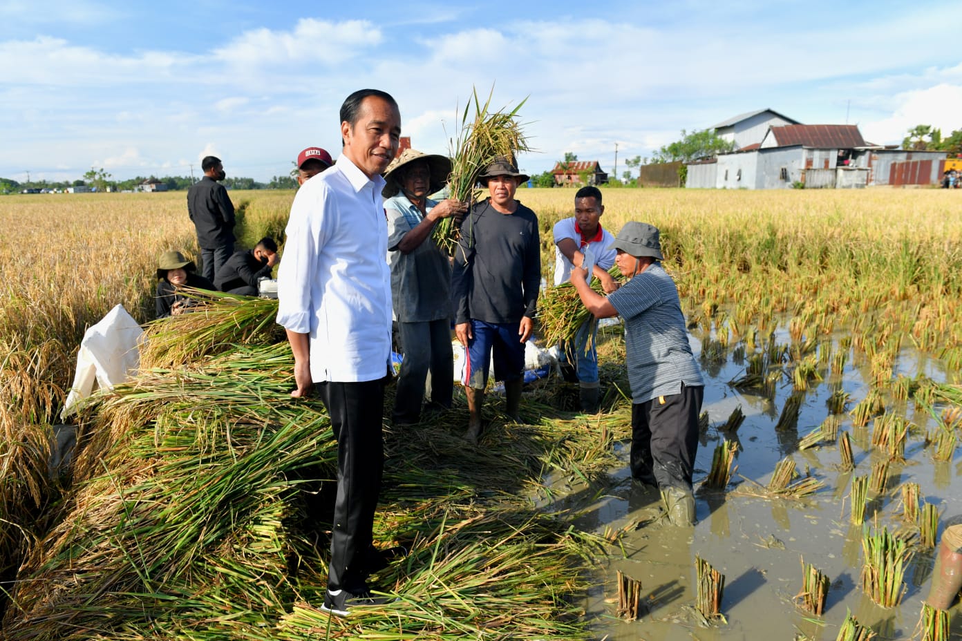 Presiden Jokowi meninjau kegiatan panen raya beras di Kabupaten Maros Sulawesi Selatan