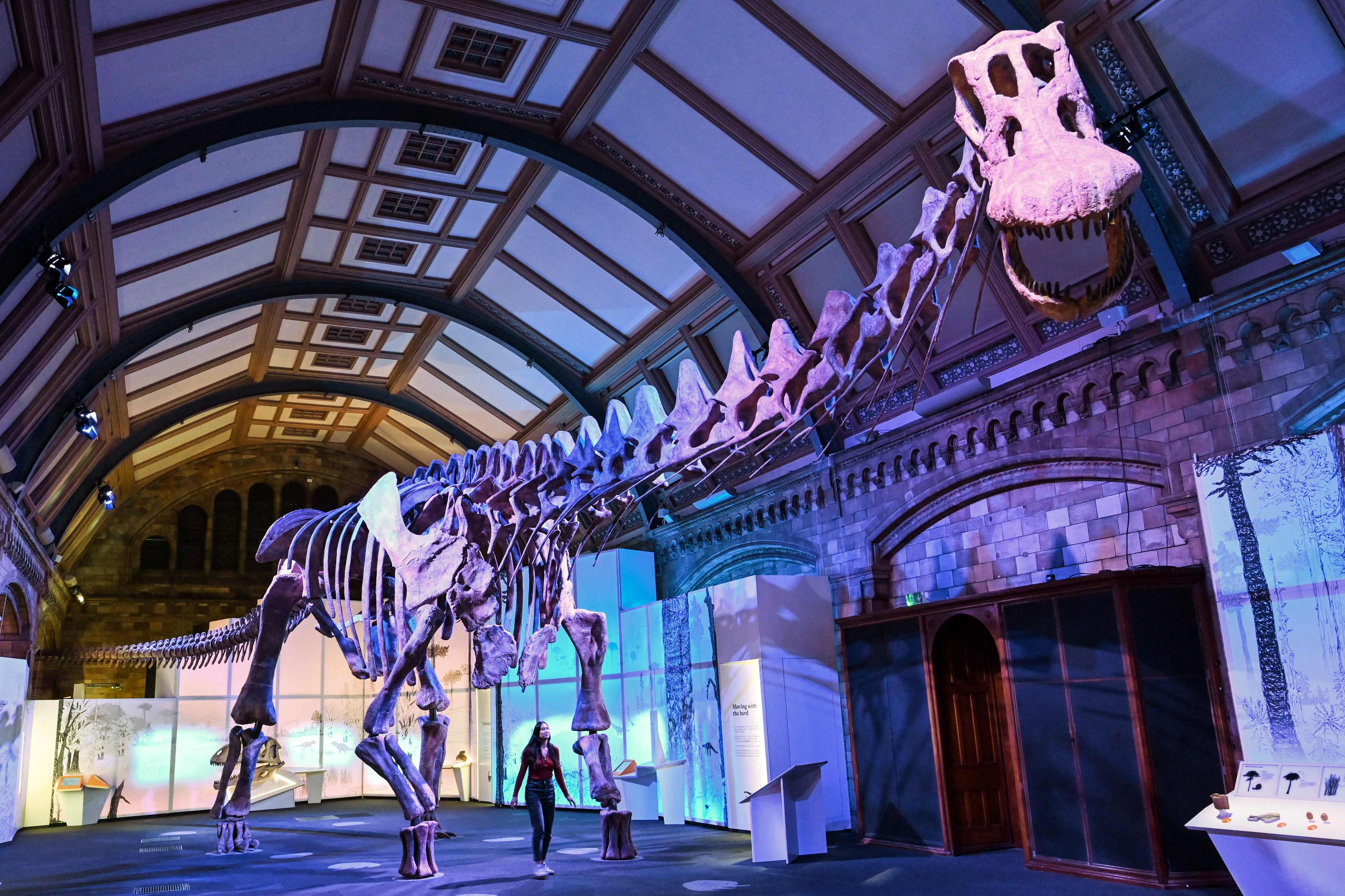 Salah satu dinosaurus terbesar yang pernah berjalan di Bumi dipamerkan di Museum Sejarah Alam, di London, Jumat (31/1). 