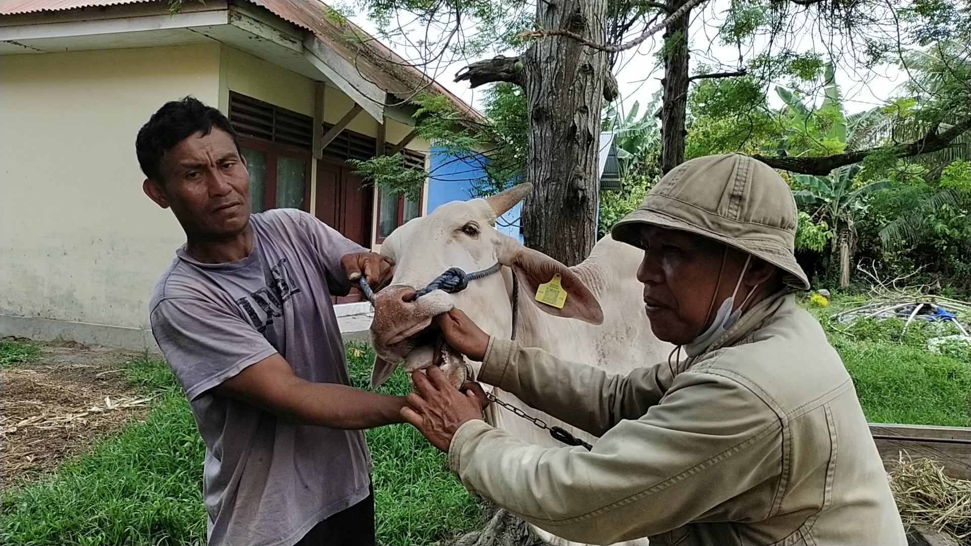  Dinas Peternakan dan Kesehatan Hewan Sigi Sigap Tangani Sapi Bergejala PMK