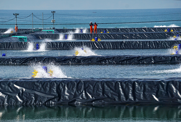Tambak budi daya udang di Kebumen, Jawa Tengah.