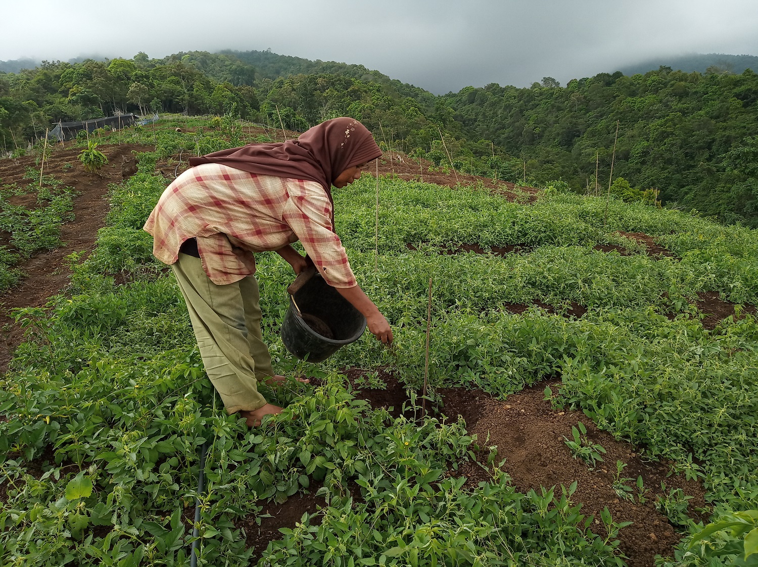 Warga menyirami tanaman yang merupakan bagian dari program rehabilitasi lingkungan oleh AMMAN