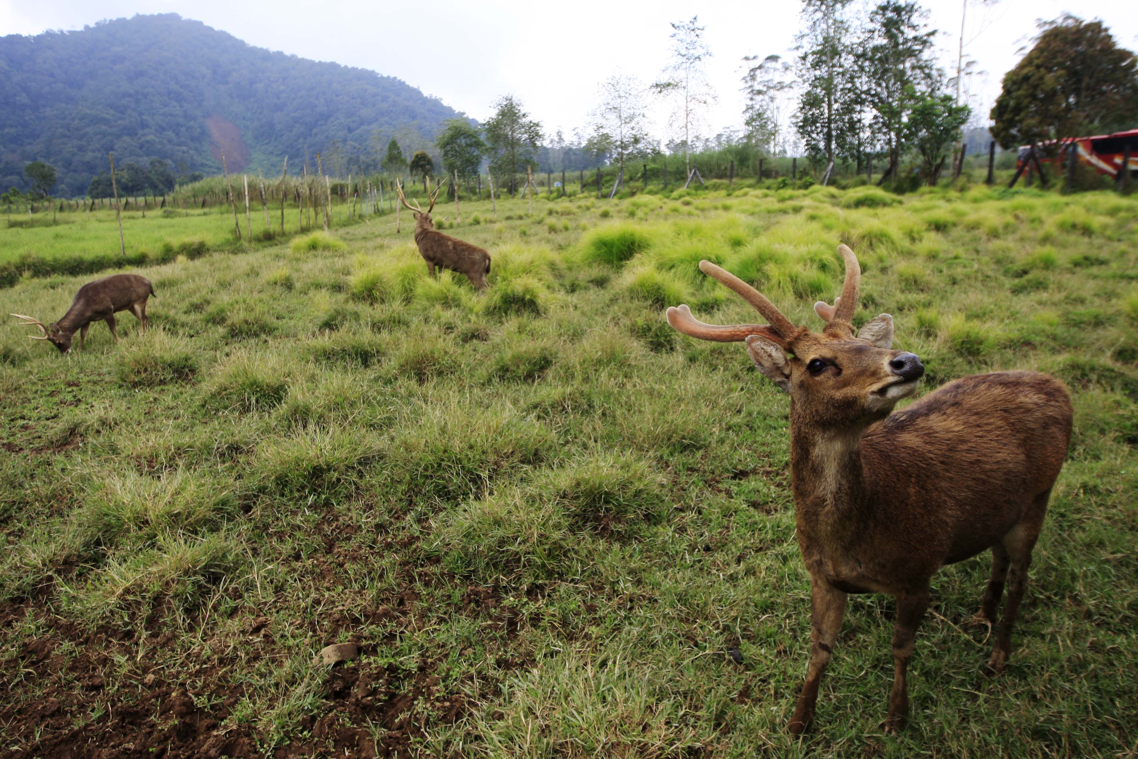 Ilustrasi tempat wisata di Ranca Upas, Ciwidey, Jawa Barat