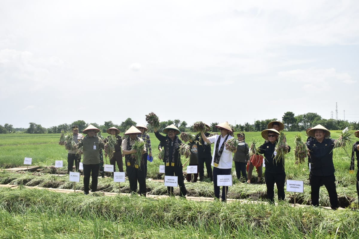 Panen raya bawang merah di Brebes, Jawa Tengah