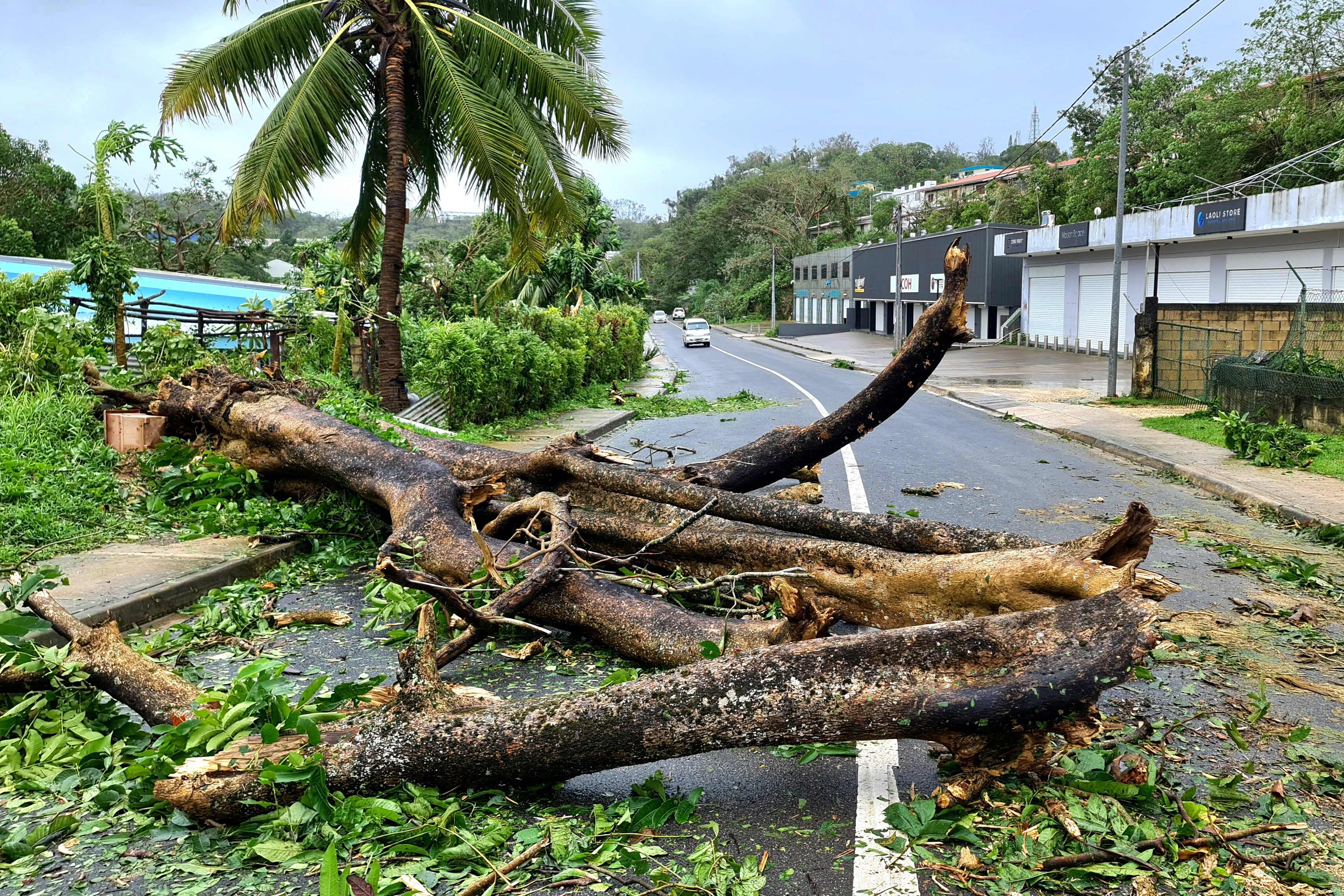 Pohon tumbang di vanuatu setelah dilanda Topan Judy