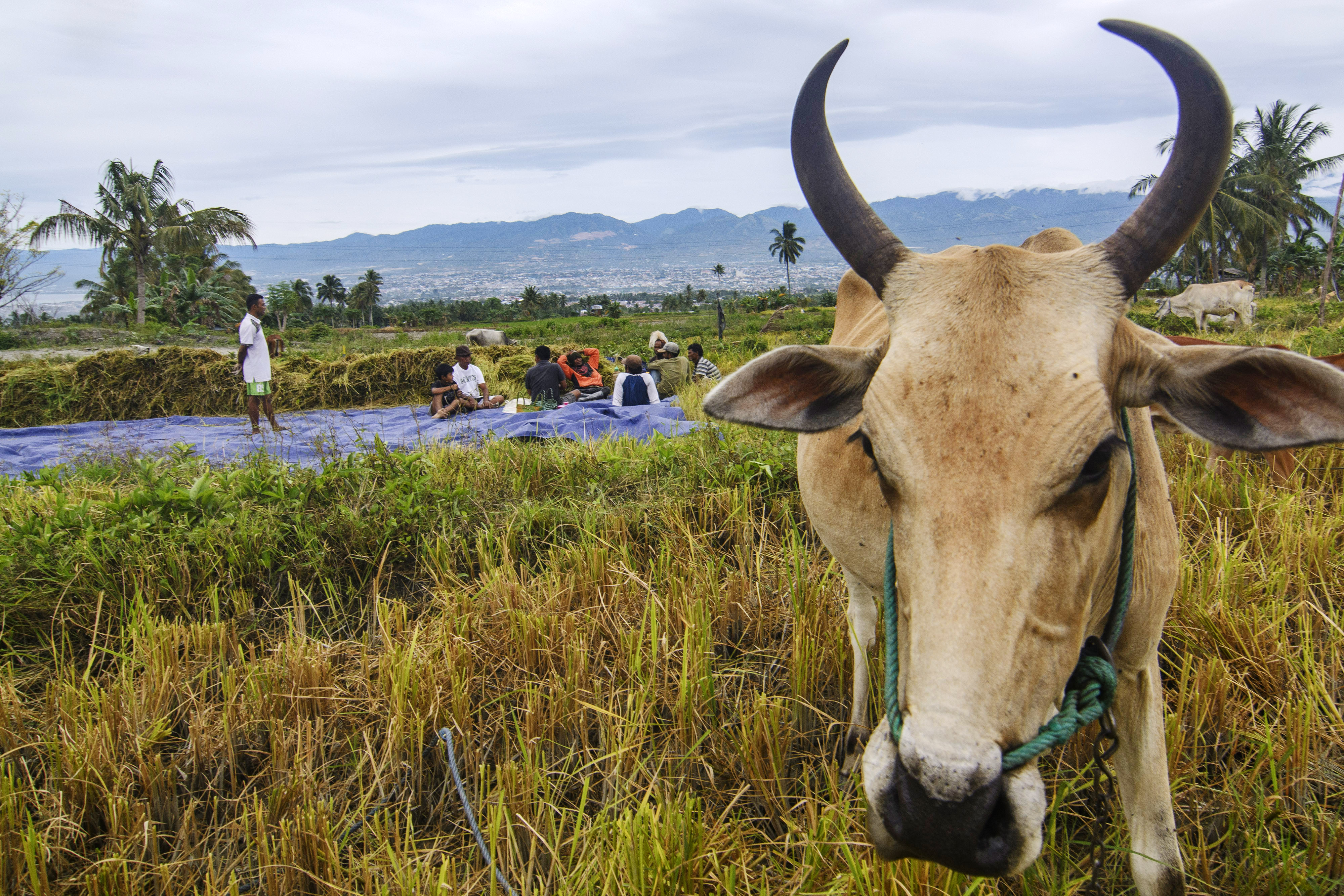 Pupuk Indonesia Salurkan 1,42 Juta Ton Pupuk Bersubsidi Hingga Maret