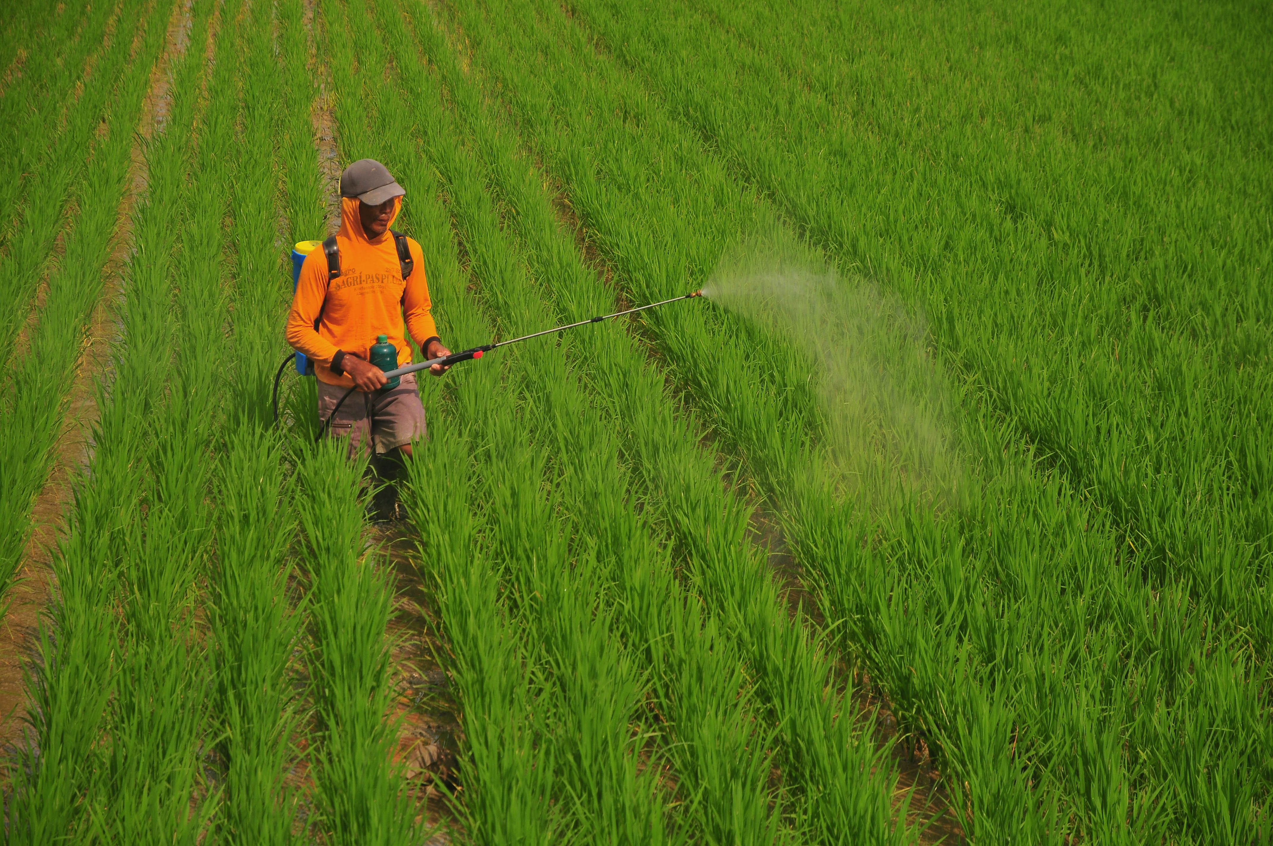  Petani menyemprot hama tanaman padi di sawah.
