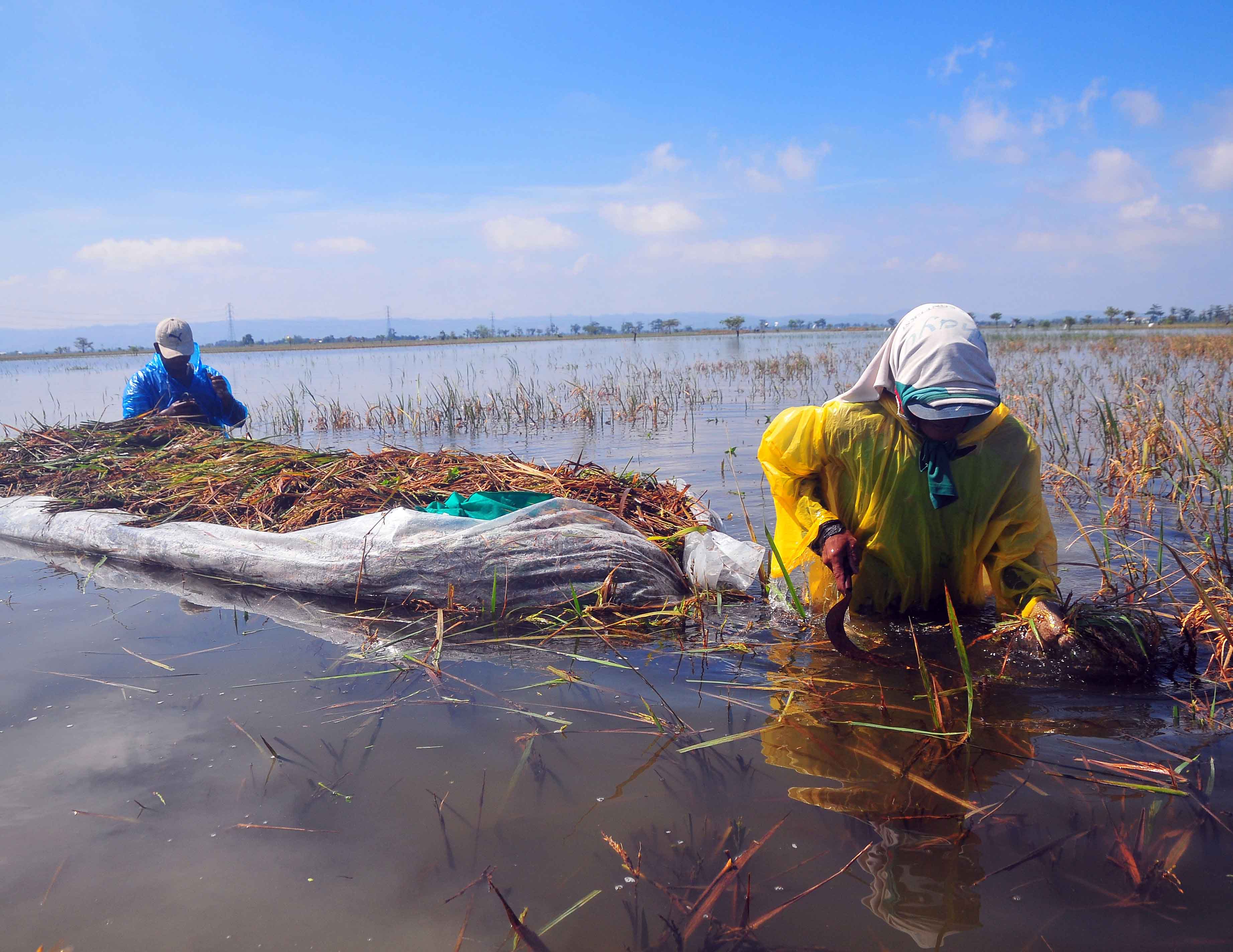 Petani memanen padi di persawahan yang terendam banjir di Desa Wates, Undaan, Kudus, Jawa Tengah, Jumat (3/3/2023).