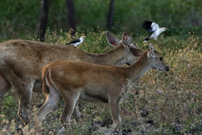Burung Jalak Putih Blambangan bersama rusa timor di Taman Nasional Baluran, Situbondo, Jawa Timur.