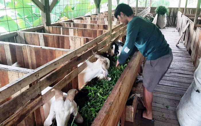 Tedi, 24, alumni Polbangtan, yang sukses menjadi peternak kambing di Bogor, Jawa Barat.  