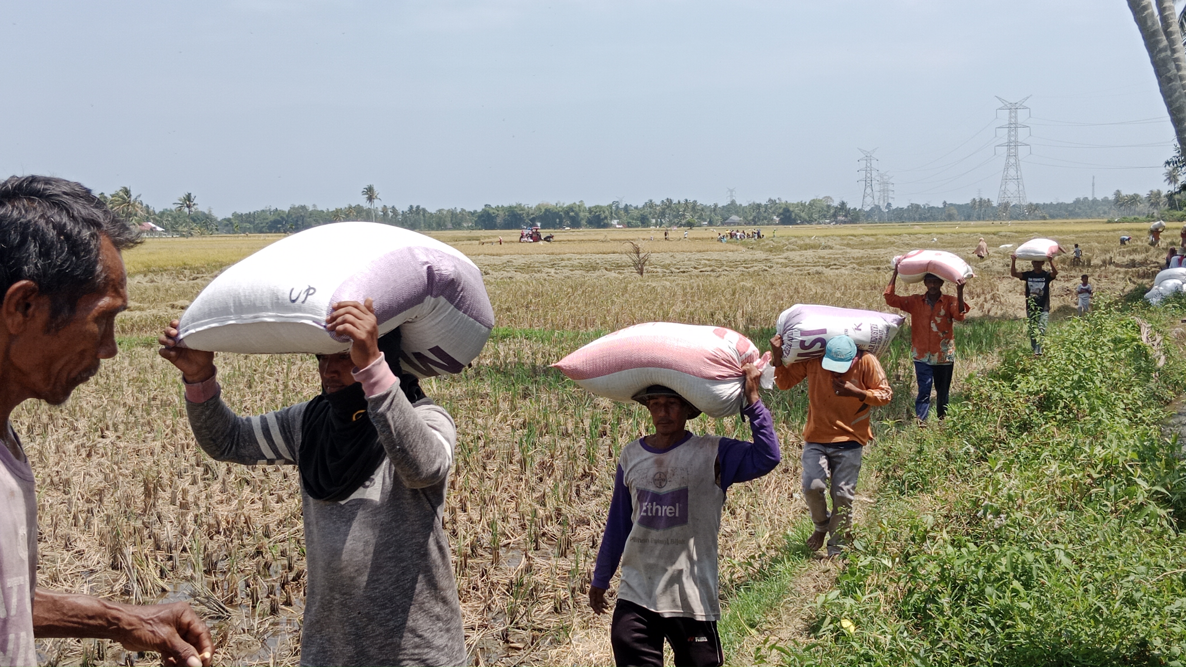 Para petani lakukan panen padi