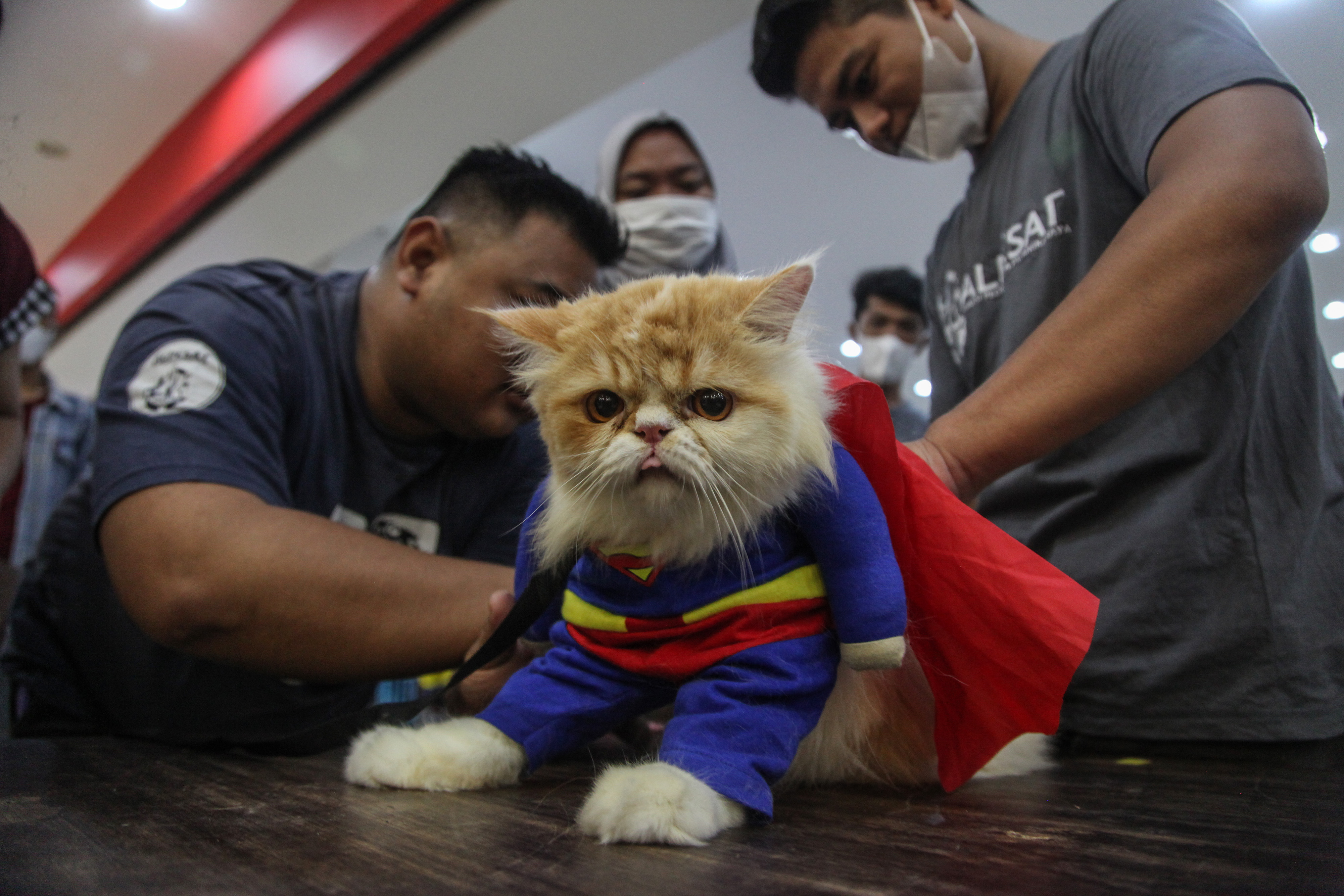 Ilustrasi--Sejumlah juri menilai seekor kucing yang mengikuti lomba peragaan busana kucing rumahan di Mega Town Square, Palangka Raya.