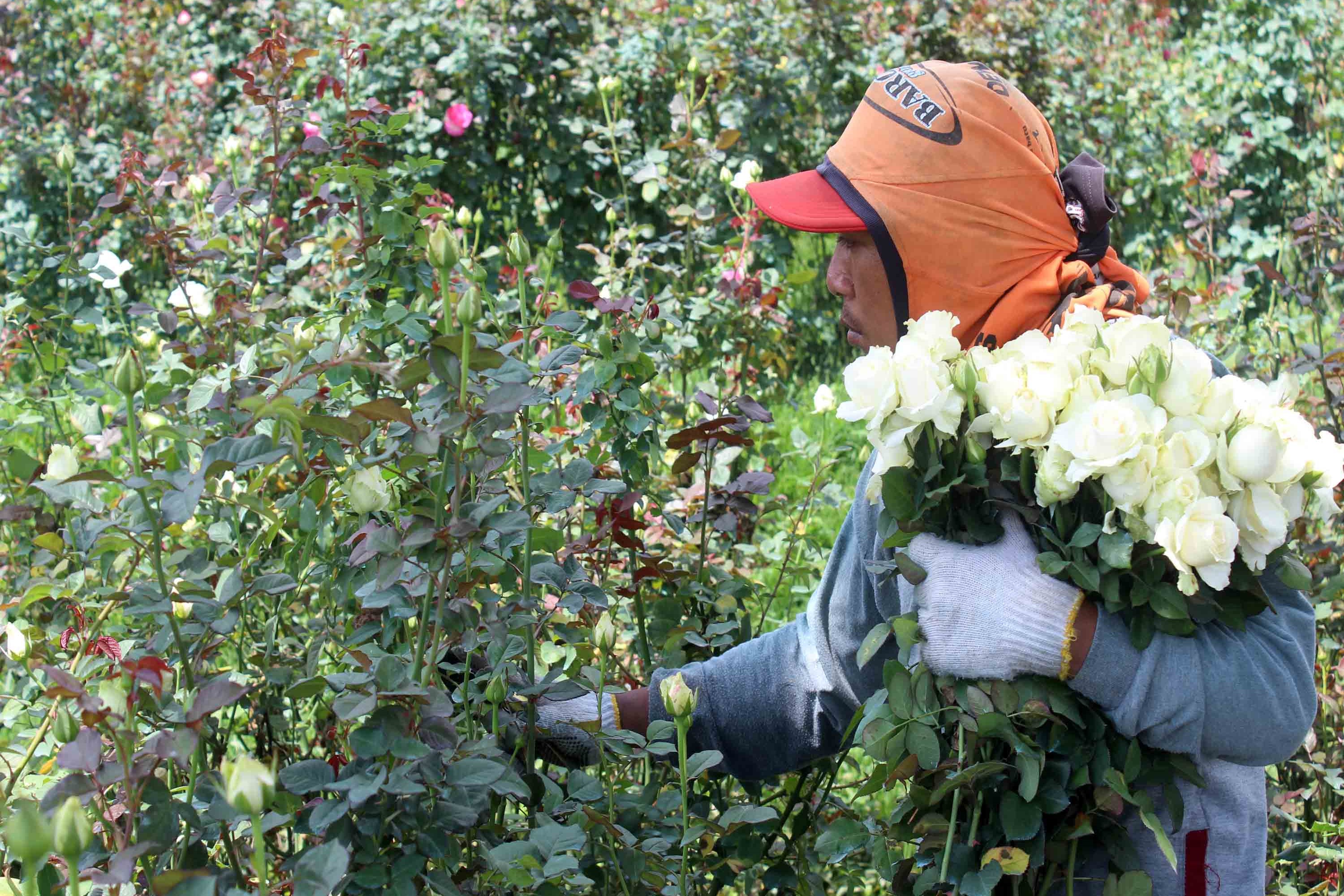 Cara Tumbuhan Melindungi Diri dari Musuhnya