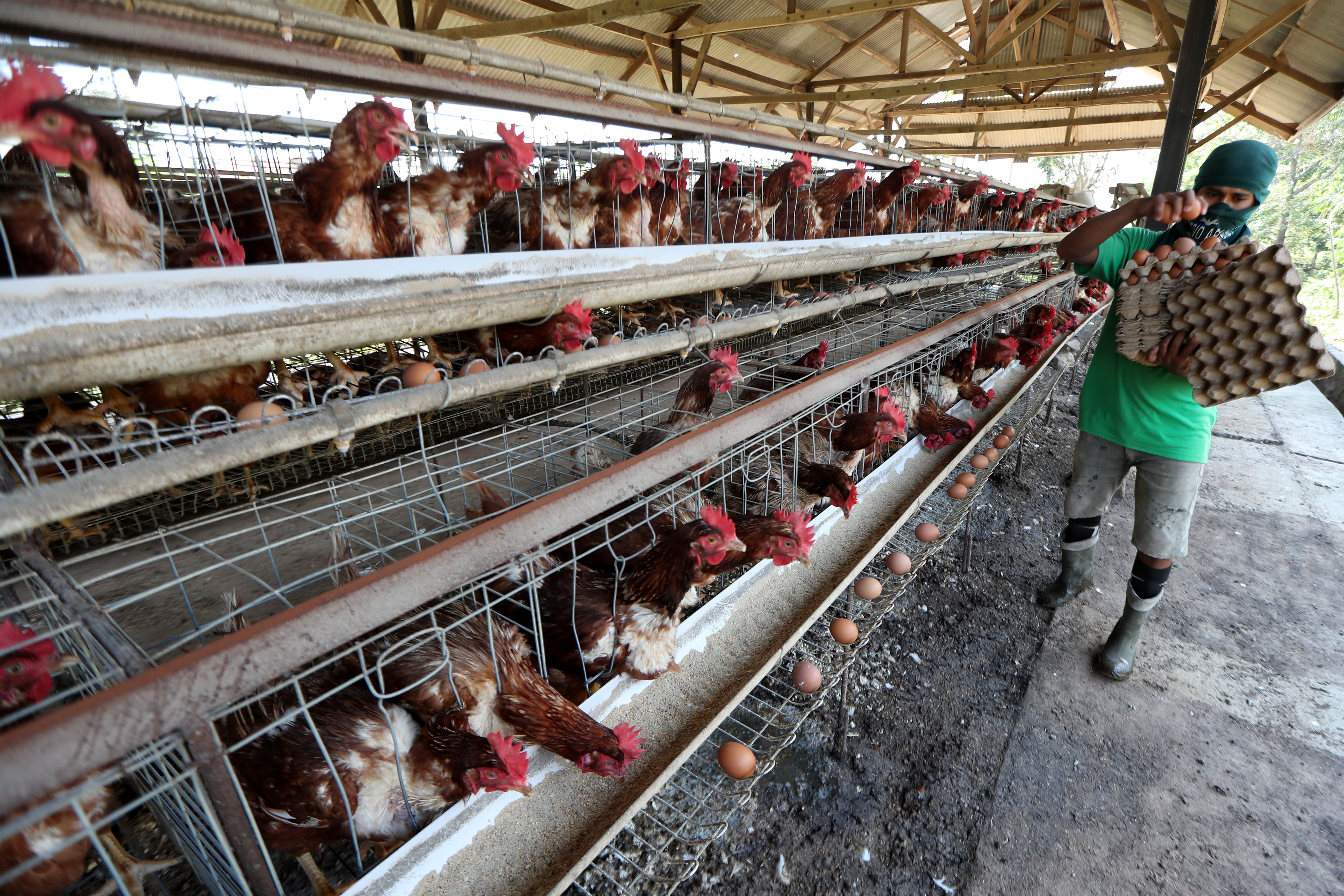 Peternak memanen telur ayam dari kandang.