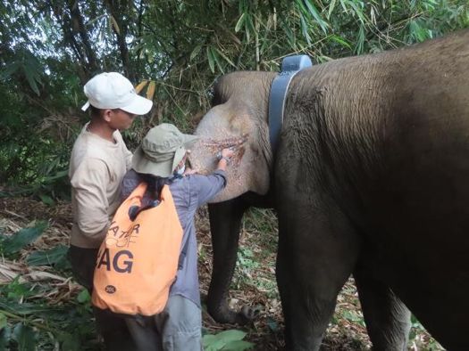 Pemasangan GPS Collar pada seekor gajah di Desa Suka Marga, Kecamatan Suoh, Kabupaten Lampung Barat, Provinsi Lampung.