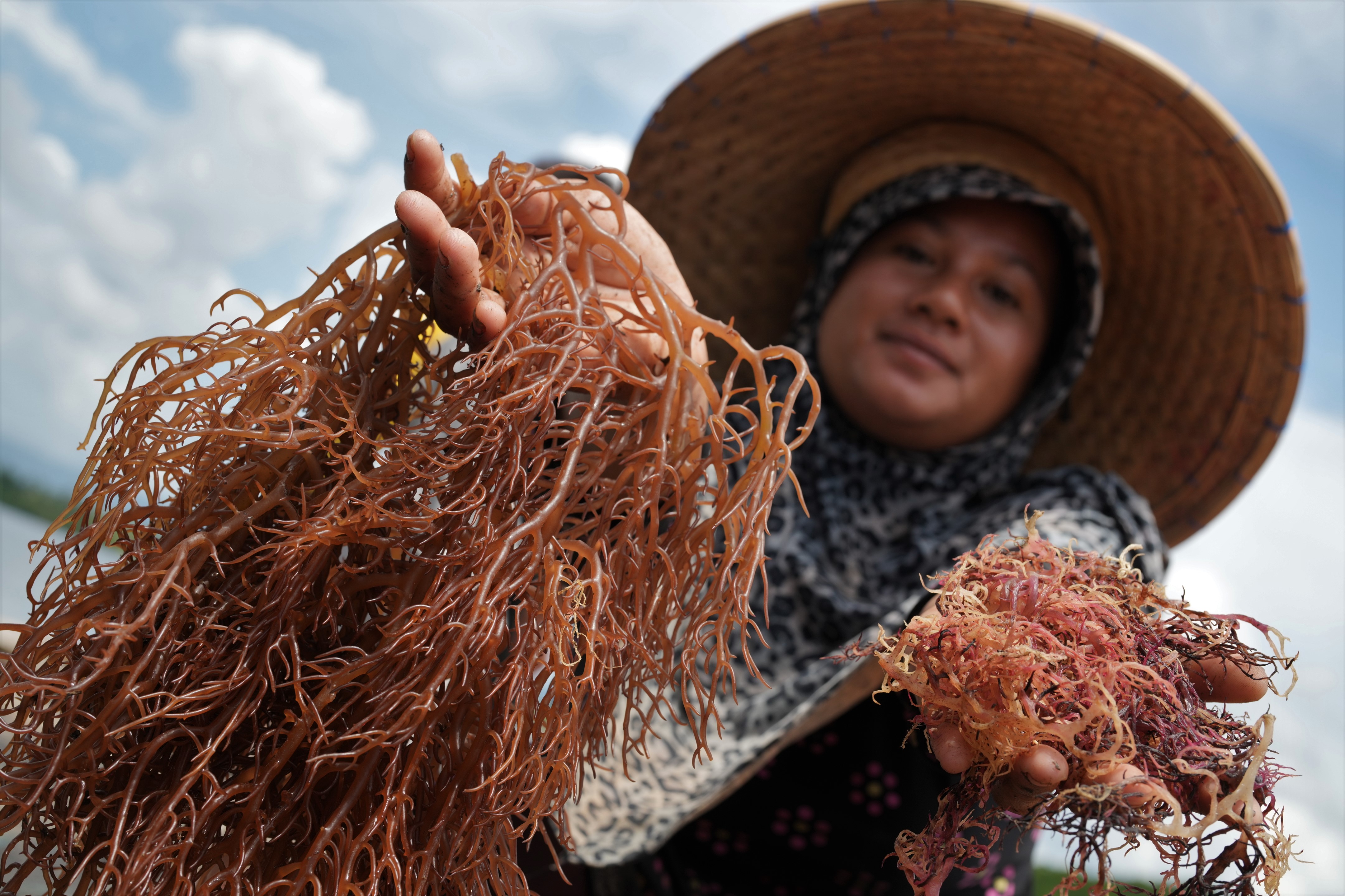 Petani menunjukkan rumput laut kering dan basah di Desa Langgere, Buton Utara, Sulawesi Tenggara, Minggu (19/3/2023).