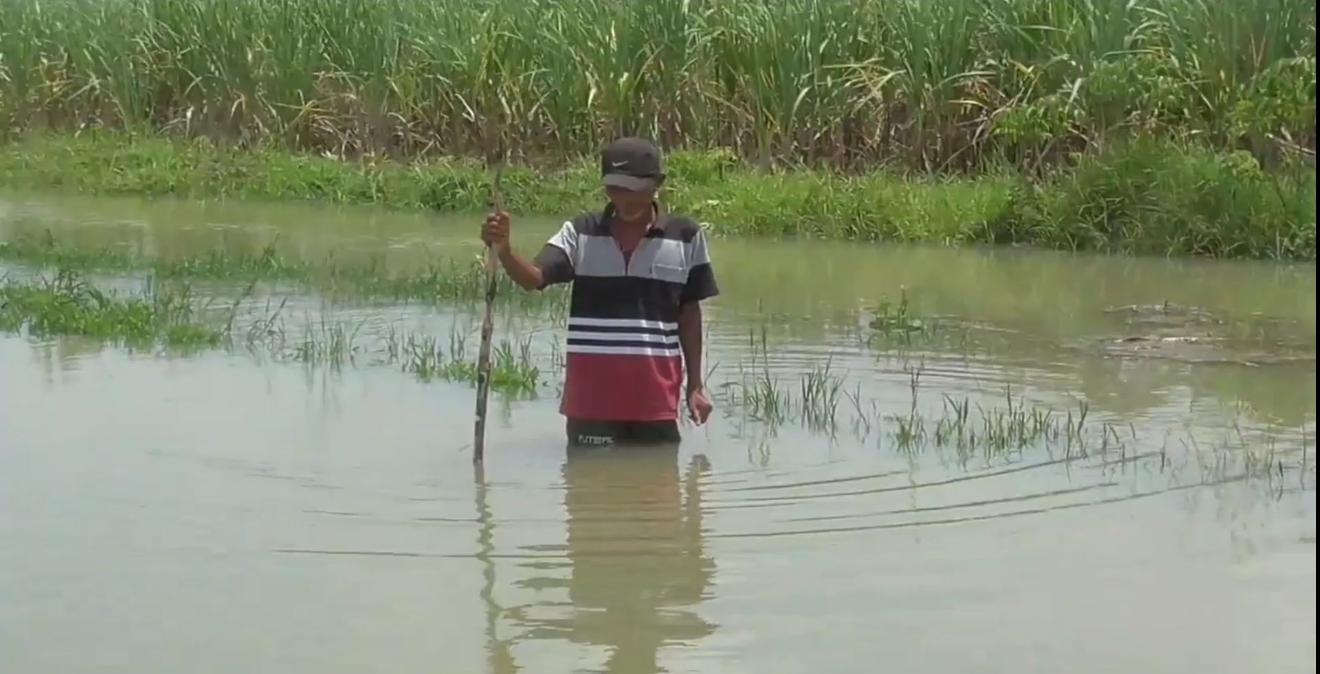 Ilustrasi sawah terendam banjir.