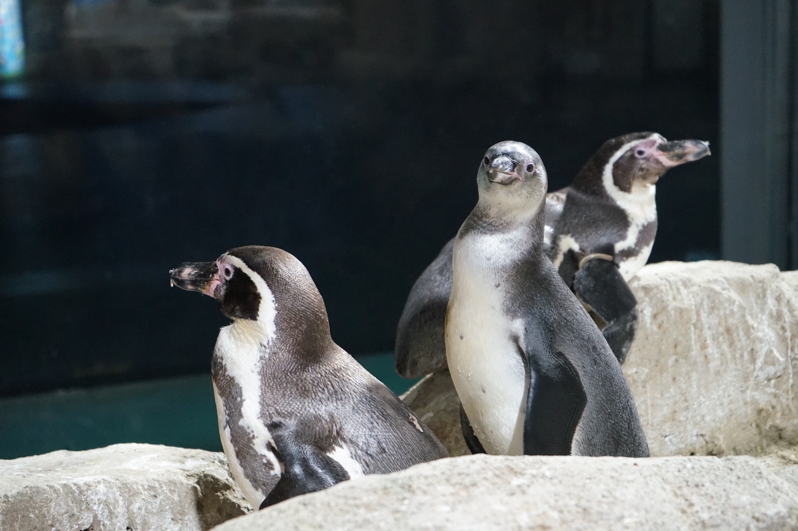 Lima bayi penguin humboldt hasil konservasi di Ocean Dream Samudra Ancol.
