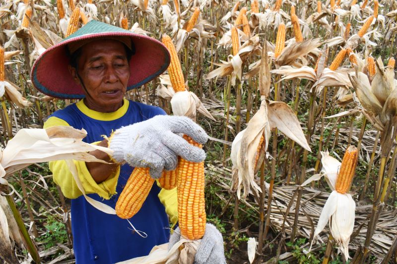 Petani sedang memanen jagung.