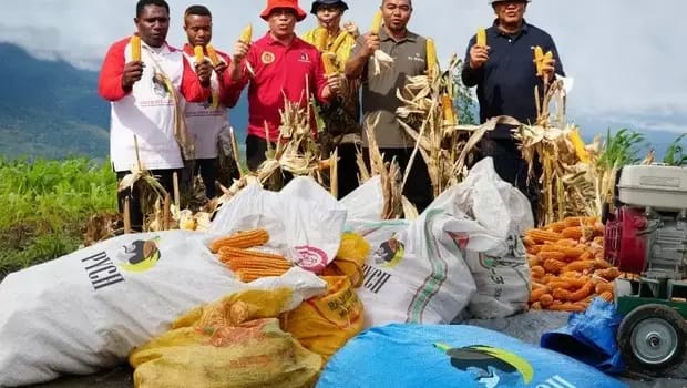  Papua Muda Inspiratif  saat panen jagung di Jayapura, Minggu (12/3).