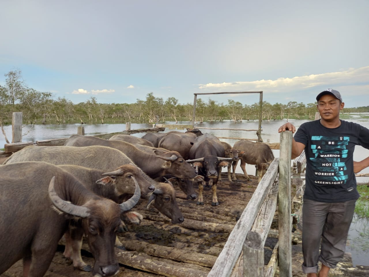 Peternak kerbau rawa di Kecamatan Paminggir, Kabupaten Hulu Sungai Utara, Kalimantan Selatan