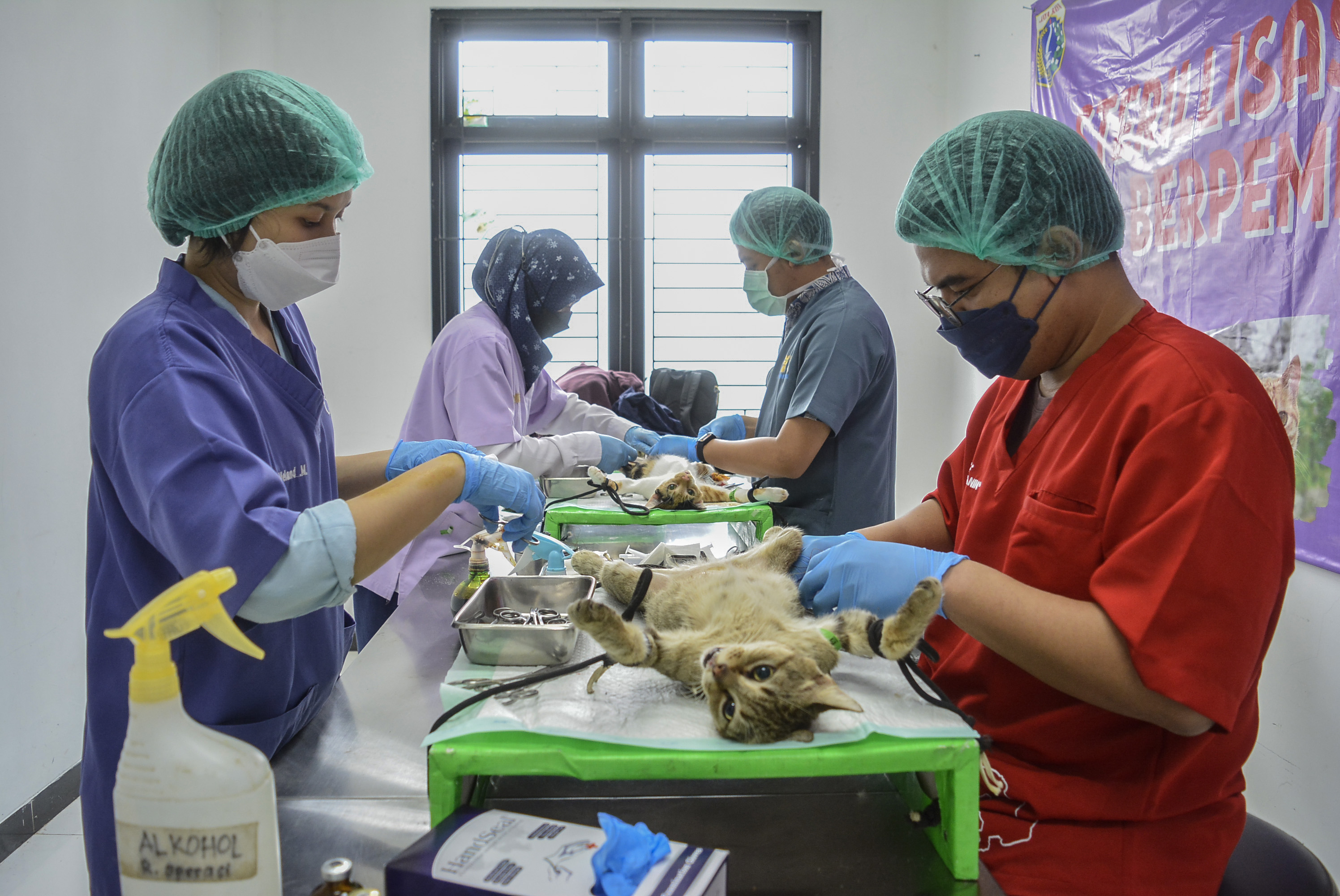 Sejumlah dokter hewan melakukan operasi sterilisasi kucing di Puskeswan Ragunan, Jakarta.