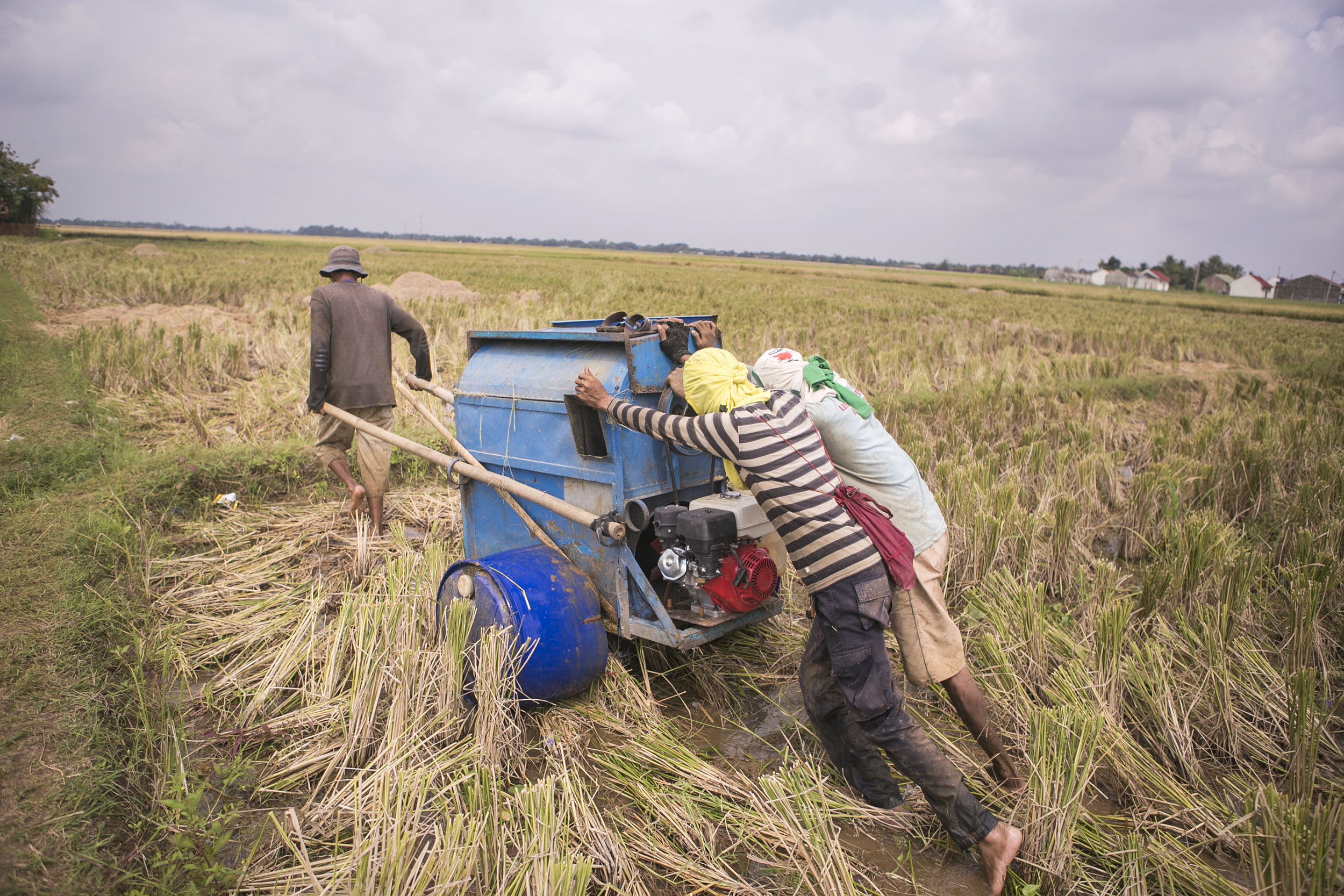Petani mengangkut hasil panen padi di kawasan Wadas, Karawang, Jawa Barat, Sabtu, (26/7). 