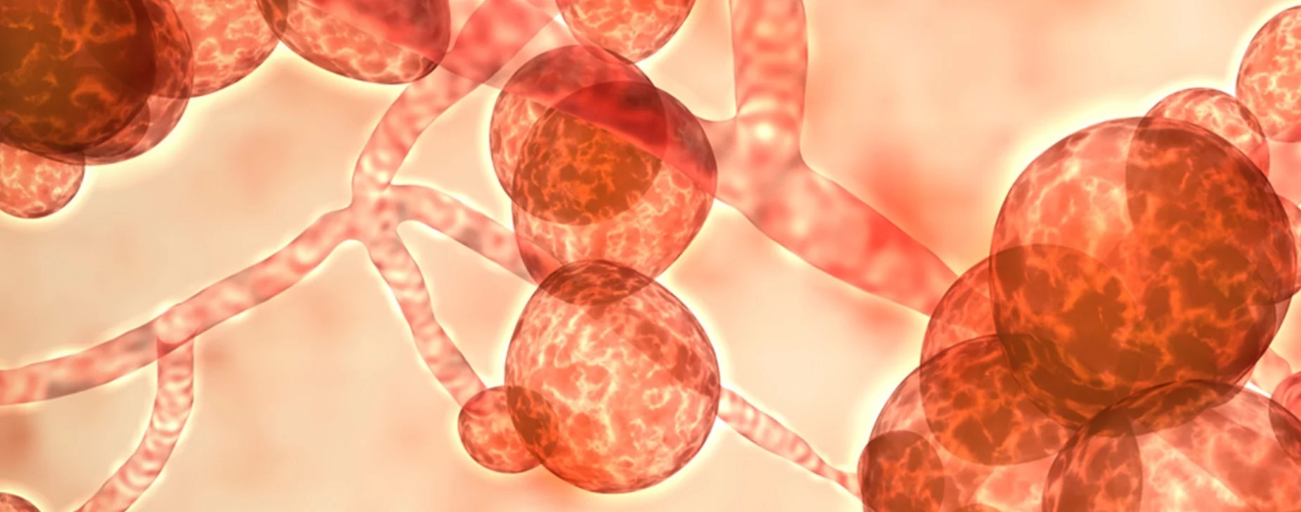 Jamur Candida Auris Berpotensi Berbahaya dan Mematikan bagi Orang Tua