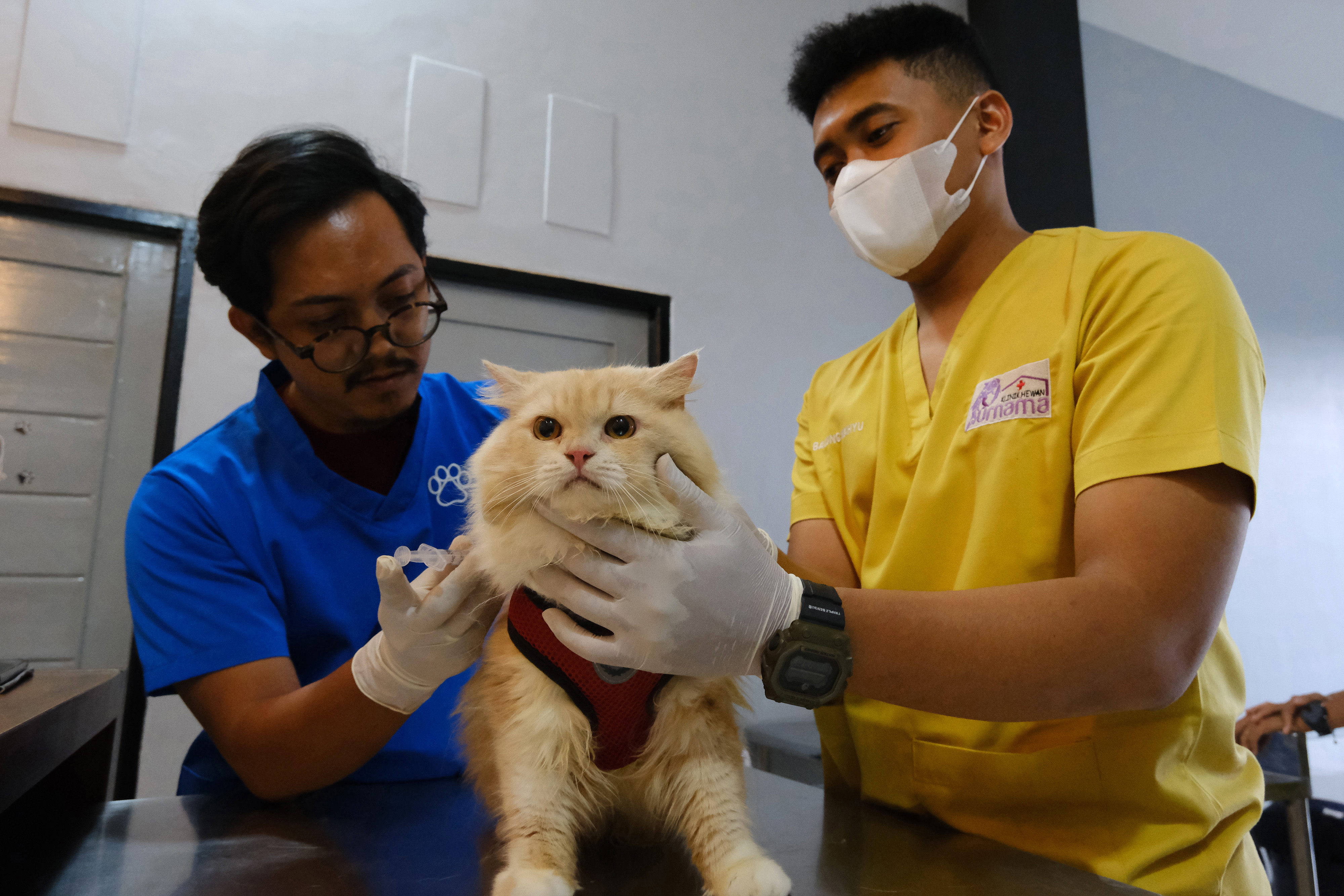 Tips Menjaga Kesehatan Anabul di Musim Pancaroba