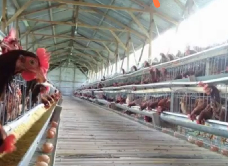 Peternakan ayam rakyat di Boyolali, Jawa Tengah