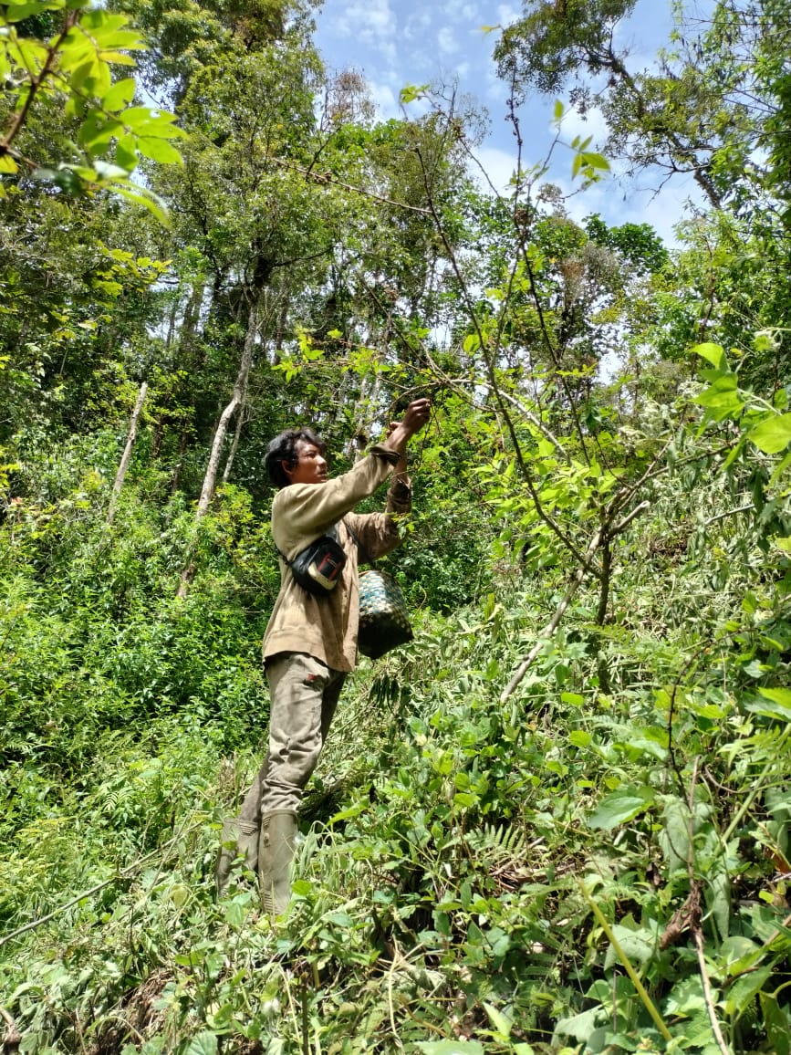 Seorang petani tengah memetik buah andaliman di kebunnya.