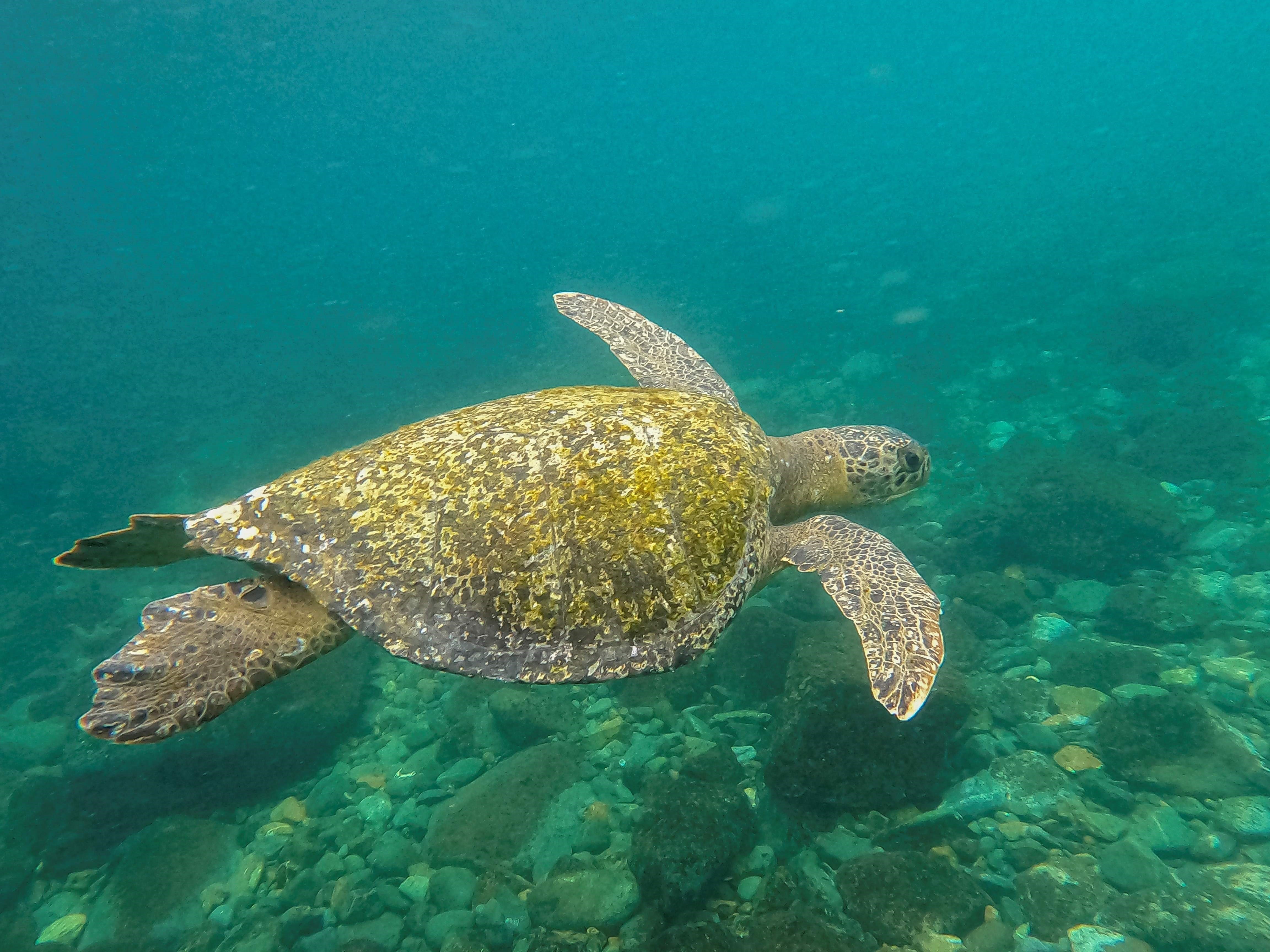 Penyu hijau (Chelonia mydas) berenang di dekat Pulau Gorgona, di Samudra Pasifik di lepas pantai barat daya Kolombia. 