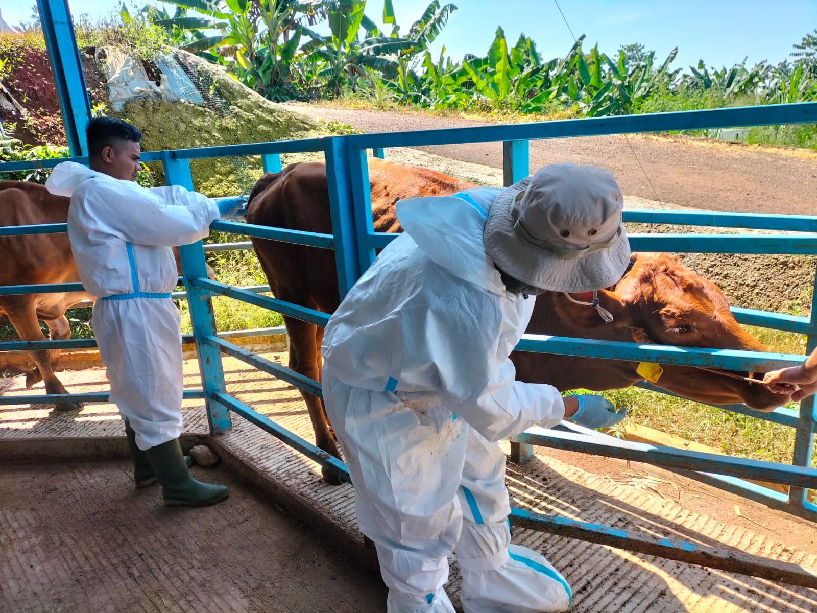 Tim kesehatan hewan di Kabupaten Cianjur, Jawa Barat, memvaksinasi hewan ternak sebagai upaya mencegah penjangkitan penyakit mulut dan kuku 