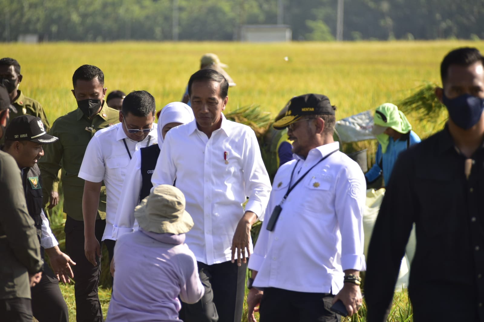 Presiden Jokowi didampingi Menteri Pertanian Syahrul Yasin Limpo (Mentan SYL) menghadiri panen raya padi di Kebumen, Jateng, Sabtu (11/3). 