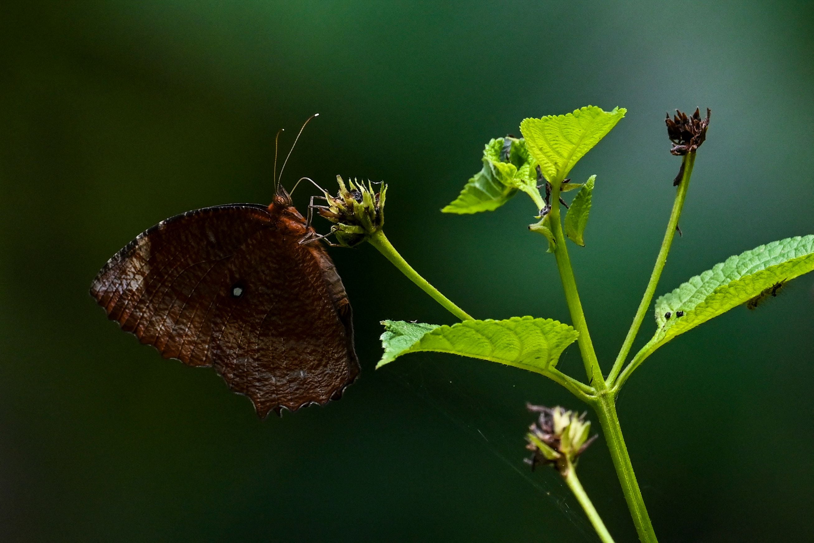 ilustrasi: Kupu-kupu, jenis serangga yang terancam musnah karena polusi cahaya