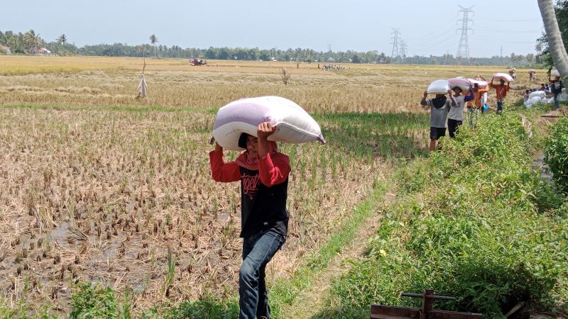 Para petani sedang menggendong hasil panen mereka.