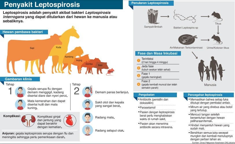 Bahaya Leptospirosis