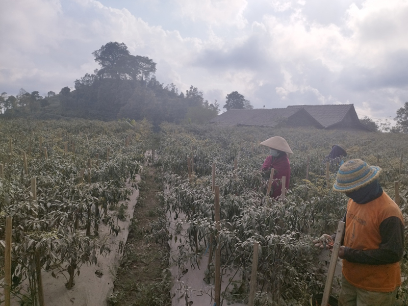Abu vulkanik tidak mengganggu panen cabai di Desa Banyuroto, Magelang.