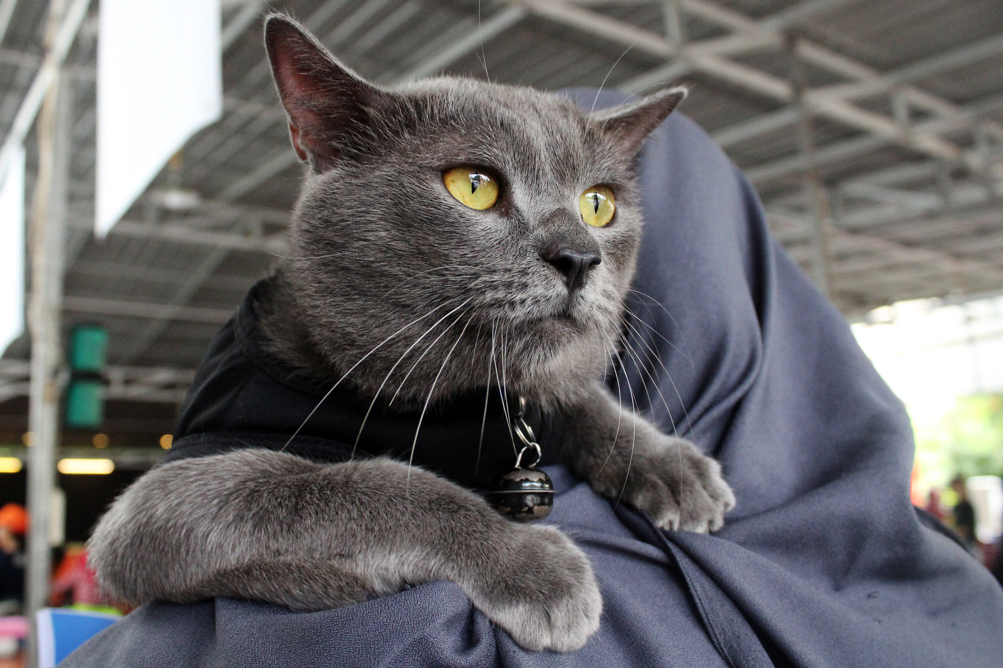 Ini Penyakit yang Paling Banyak Diderita Kucing Kampung