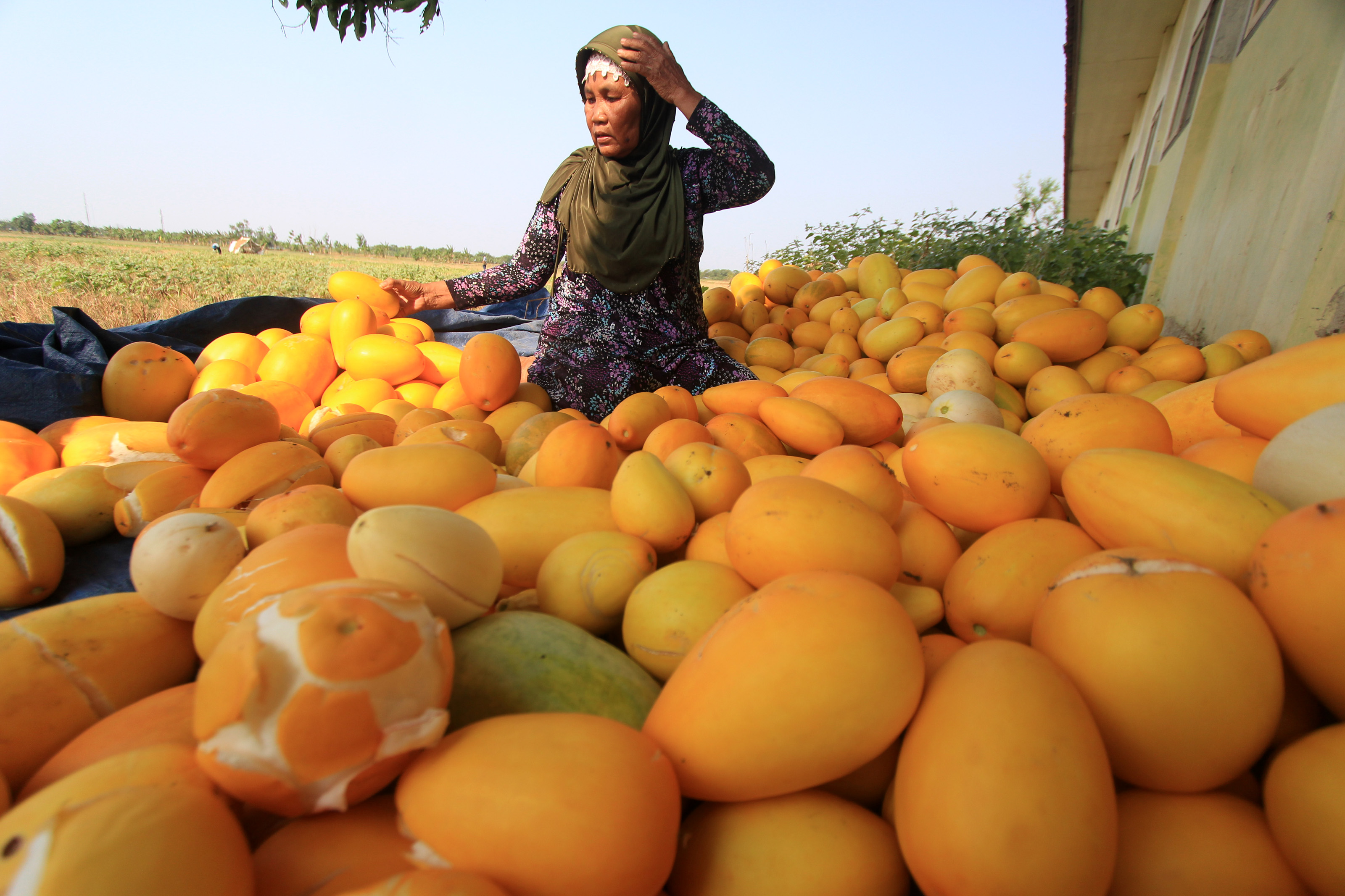 Petani memanen buah timun suri di desa Panyundangan, Kecamatan Sindang, Indramayu, Jawa Barat.